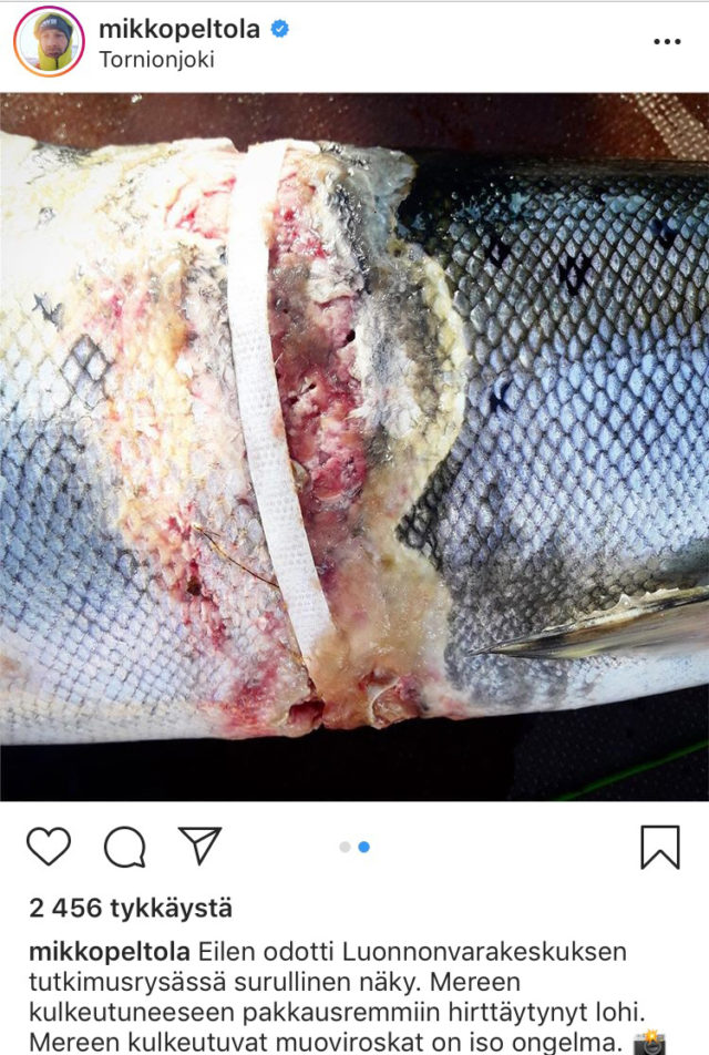 Mikko "Peltsi" Peltola julkaisi Instagram-tilillään järkyttävän kuvan pakkaushihnaan takertuneesta lohesta.