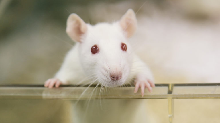 Tokion yliopiston tutkimuksessa kasvatetaan ihmisen soluja muun muassa rottien alkioissa.