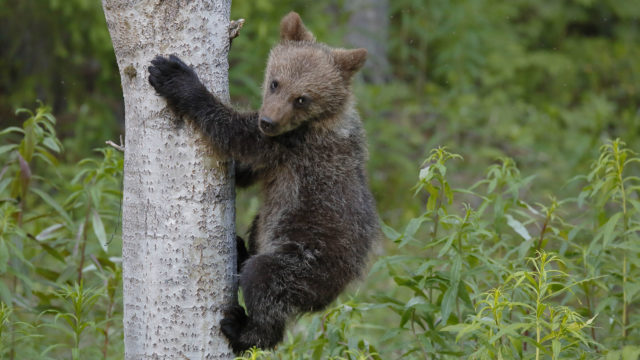 Karhupentu kiipeää puunrunkoa pitkin.