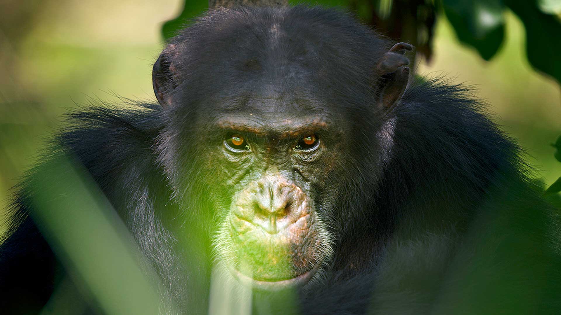 Alfauros David on johtanut 32-jäsenistä simpanssilaumaa kolmen vuoden ajan.