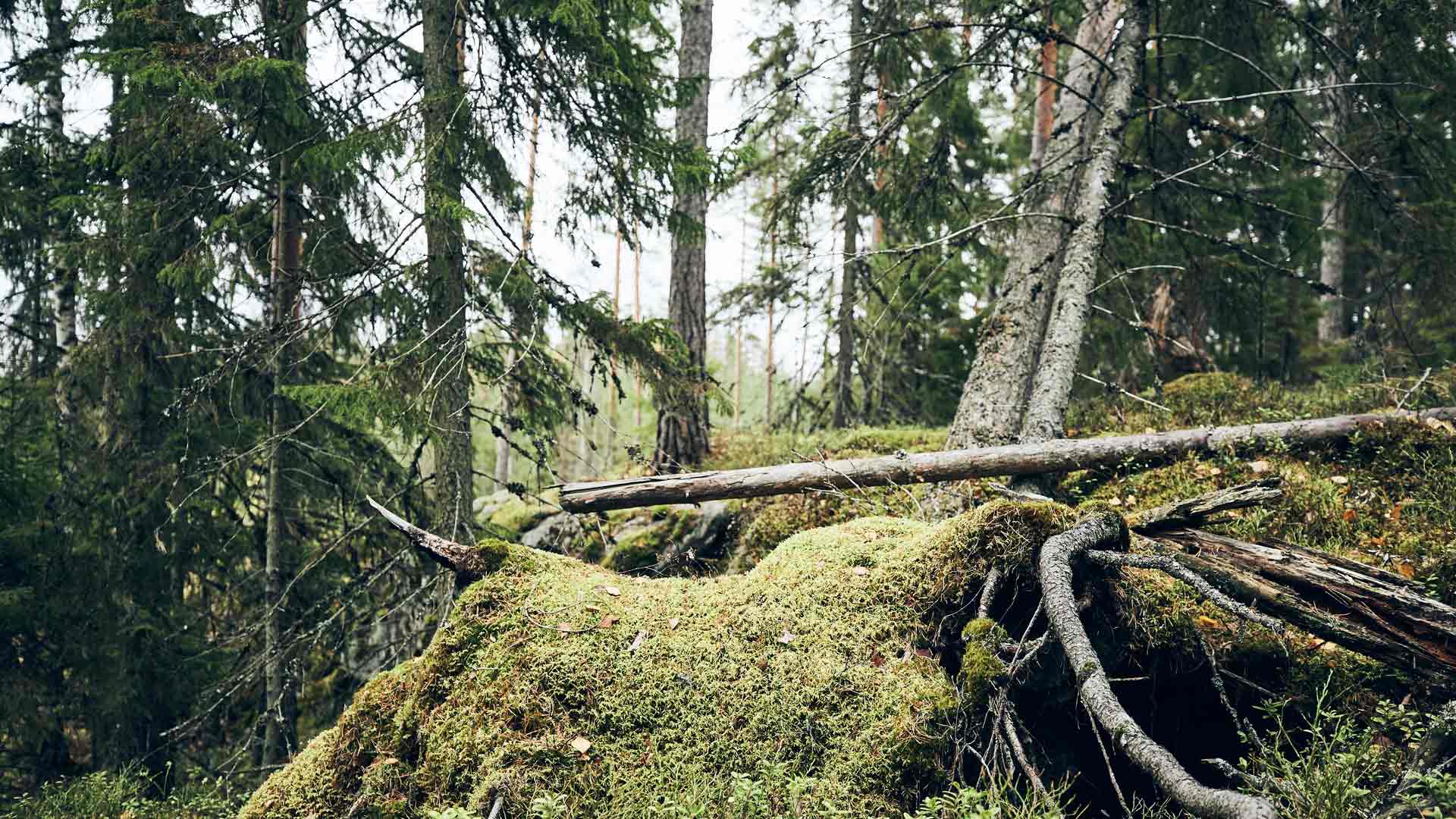 Muistot eivät katoa, kun ne sidotaan suomalaiseen sielunmaisemaan, vihreään metsään.