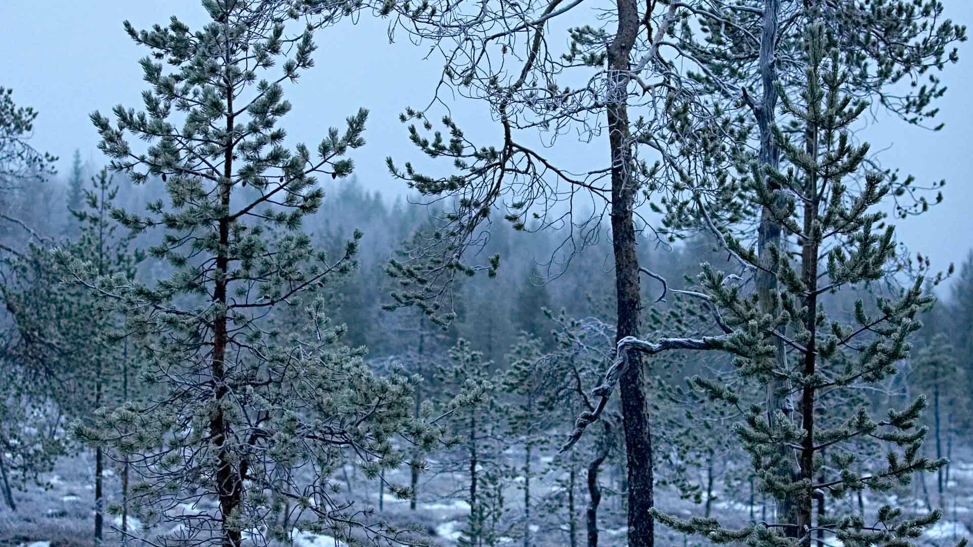 Metsien suojeltu pinta-ala on kasvanut Suomessa 