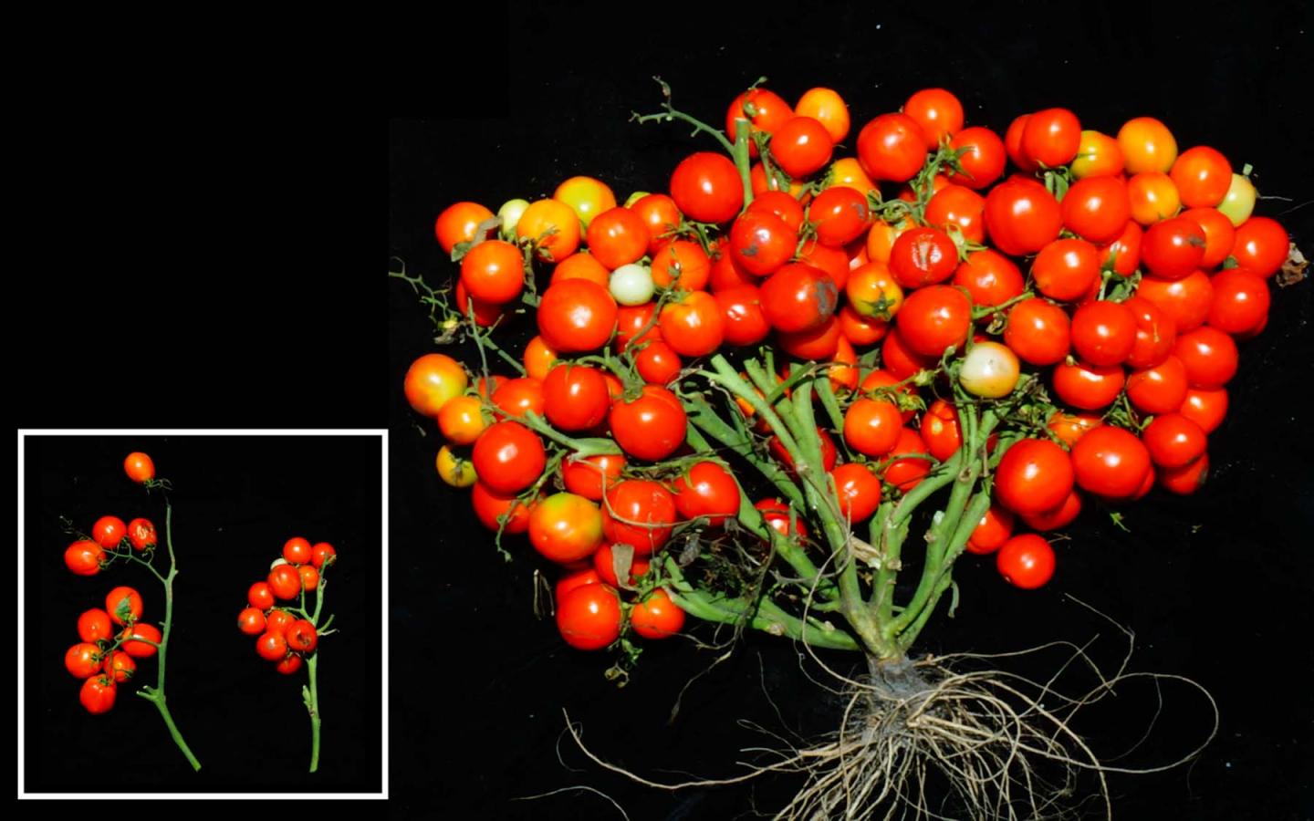 Tomaatin uusi lajike: ”rypäletomaatti” kehitettiin geeniteknologialla ja se vaati jopa kolmen eri geenin peukaloimista.