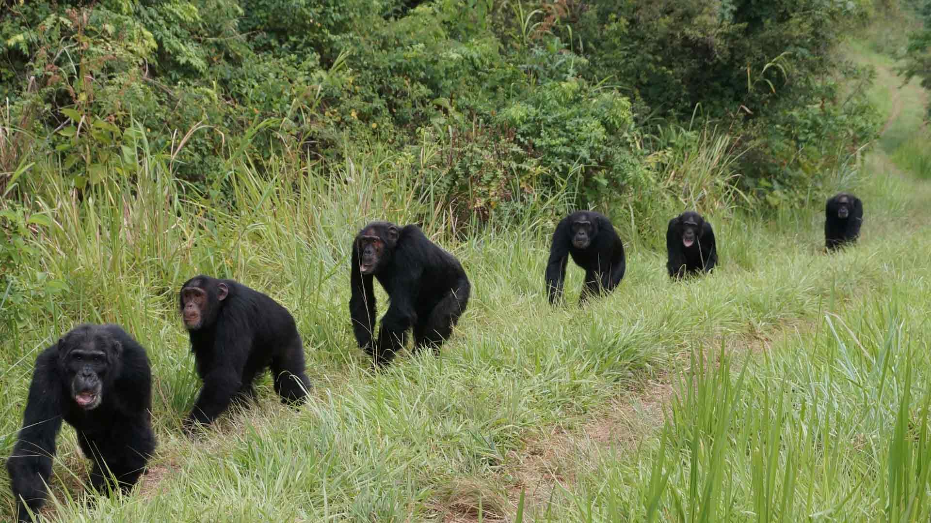Simpanssiyhteisön elämää Ugandan Ngogossa.