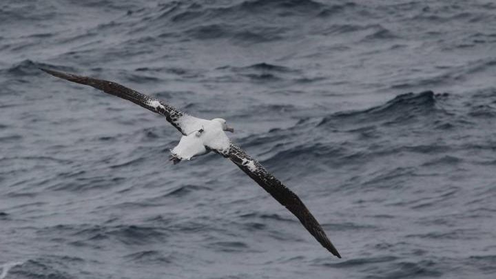 Albatrossit (Diomedeidae) ovat ulappalintujen lahkoon kuuluva suurten, kapeasiipisten merilintujen heimoon.