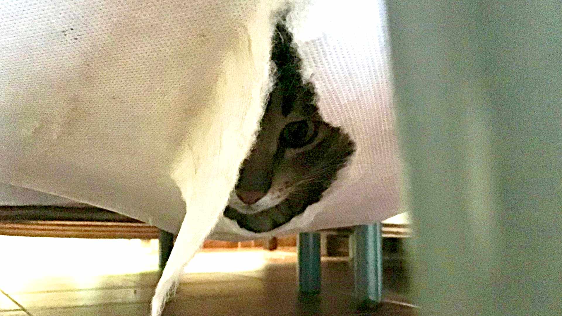 Kissa löytyi piilosta hotellisängyn runkopatjan sisältä.