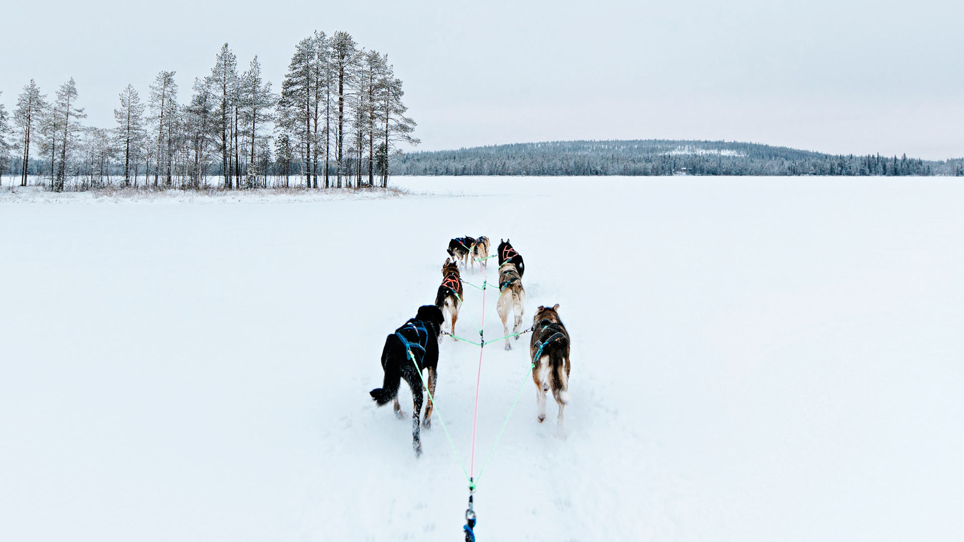 Arktisella kaupunkilomalla aloittelijakin oppii ohjastamaan koiravaljakkoa.