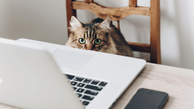 Kissat ovat uteliaita persoonia. Nyt kun ihmiset tekevät enemmän töitä kotona, kissat seuraavat suurella mielenkiinnolla ihmisten touhuja.