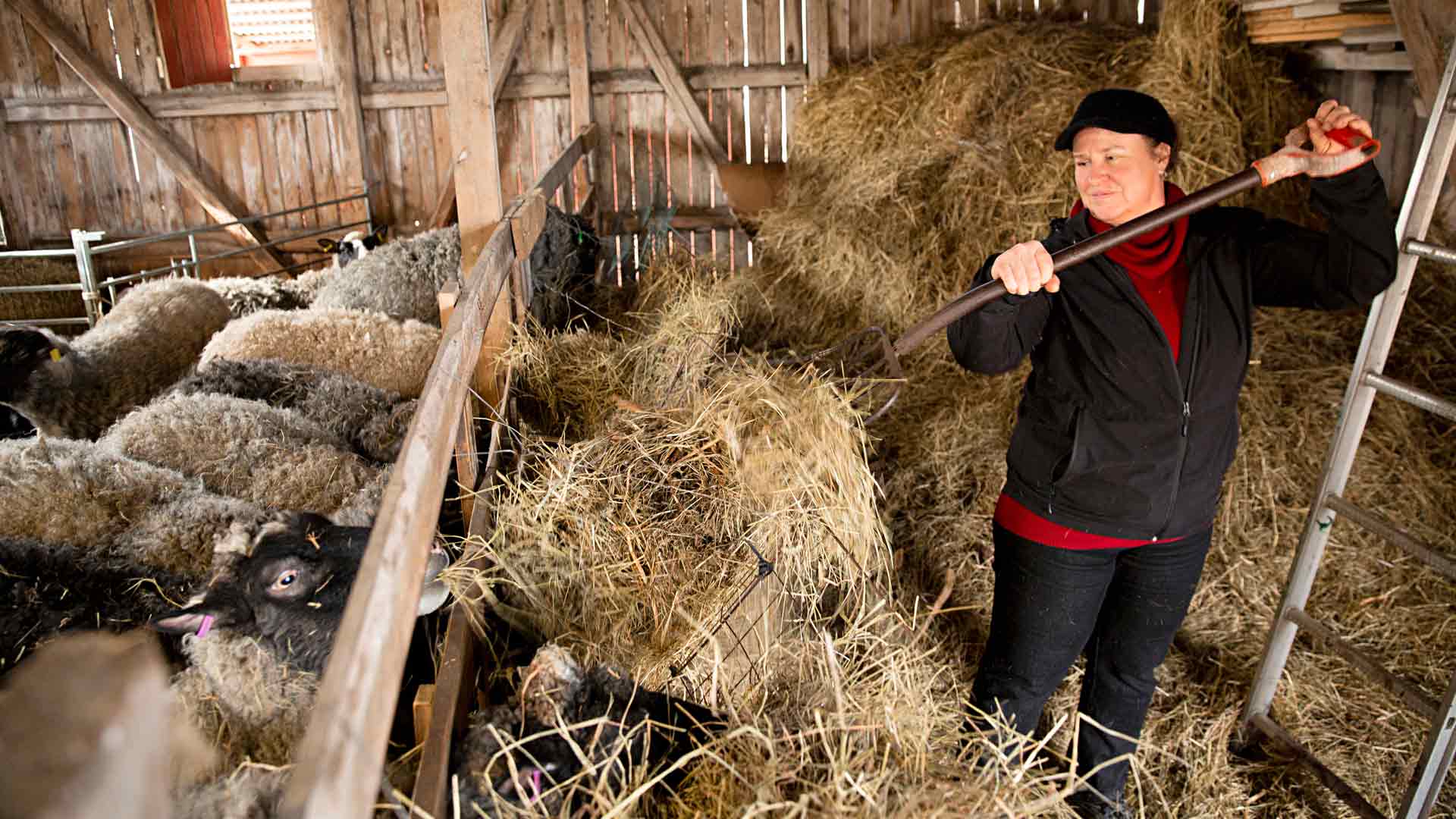 Kirsi Kujansuu on pyörittänyt lammastilaa viisi vuotta. ”Vaikka tämä on ollut aikamoista rumbaa, nautin työn monipuolisuudesta. Teen kaikkea talouslaskelmista traktorin korjaukseen.”
