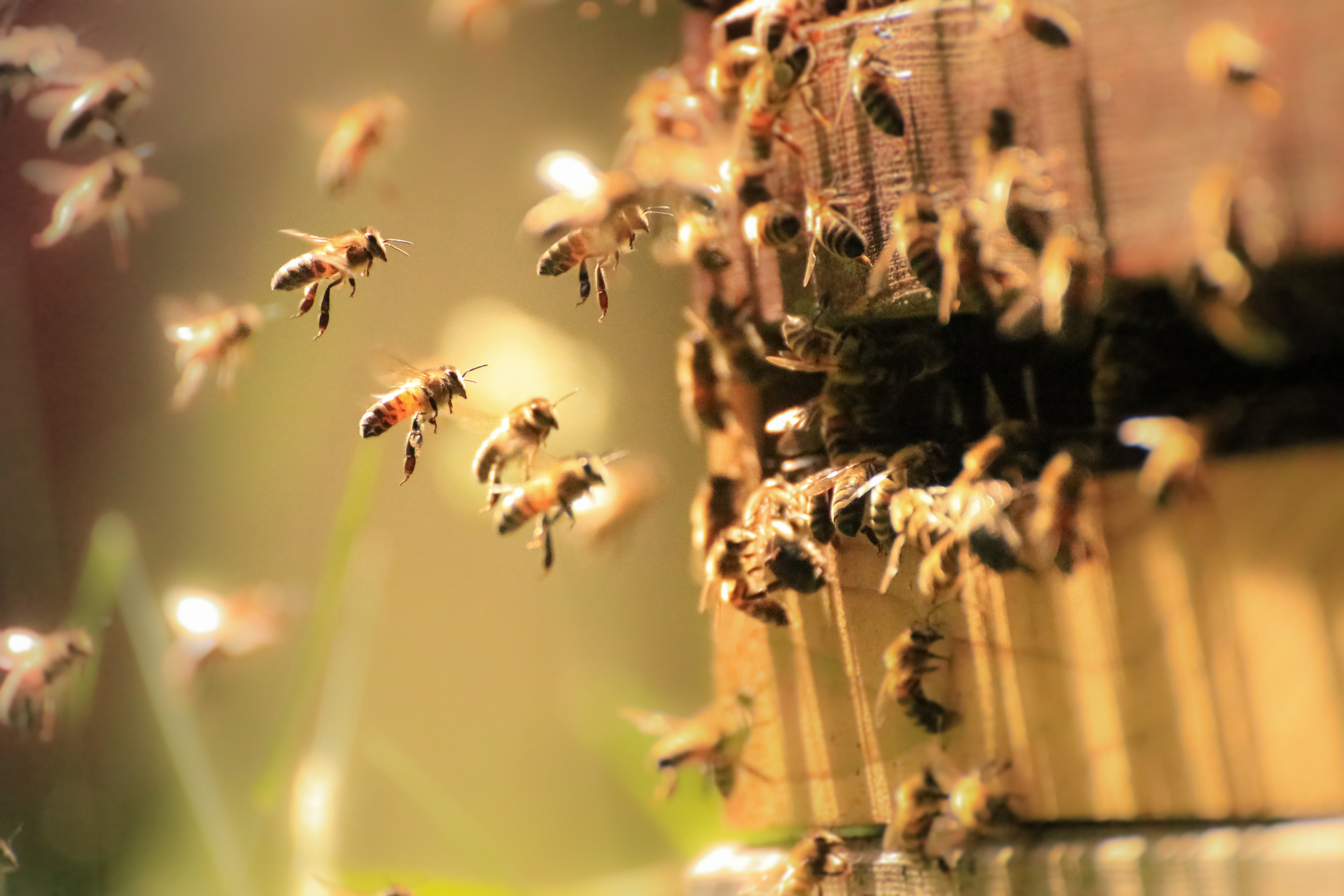 Hunaja houkuttaa mehiläisiä