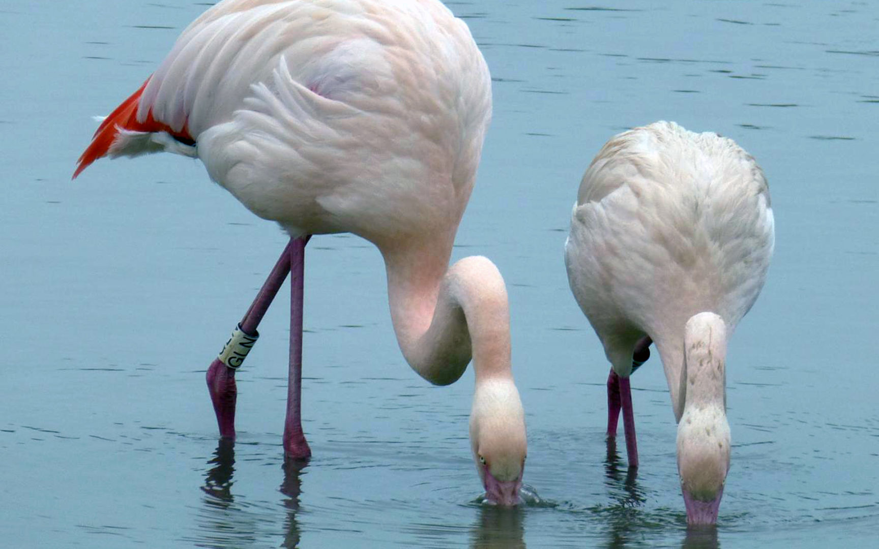 Luonto yllättää: Flamingot olivat tutkijoiden seurannassa viisi vuotta
