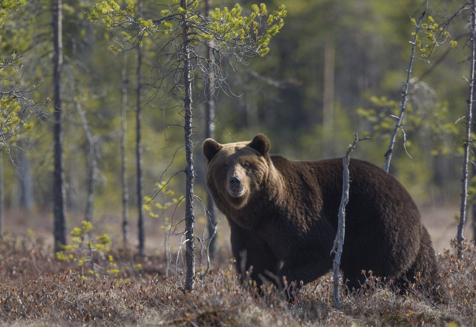 Suomessa arvioidaan olevan nyt 2300-2500 karhua.