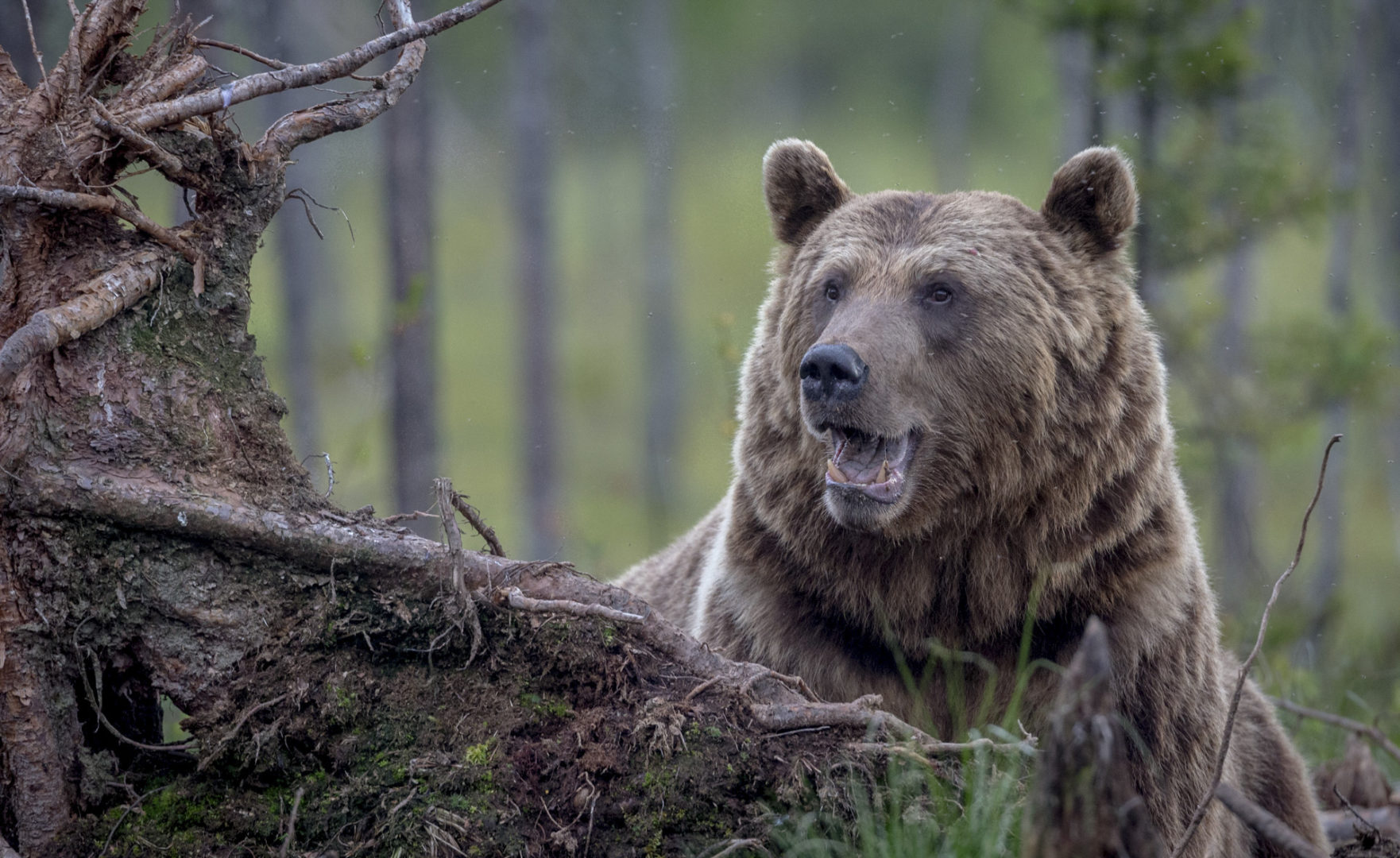 Karhujen määrä Suomessa kasvaa. Yksistään Pohjois-Karjalassa arvioidaan olevan yli 600 karhua.