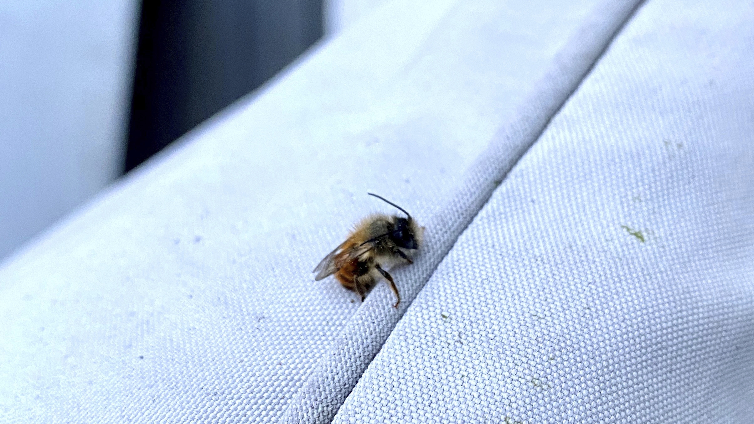 Rusomuurarimehiläinen on superpölyttäjä, joka huolii jälkeläistensä asunnoksi keinopesän.