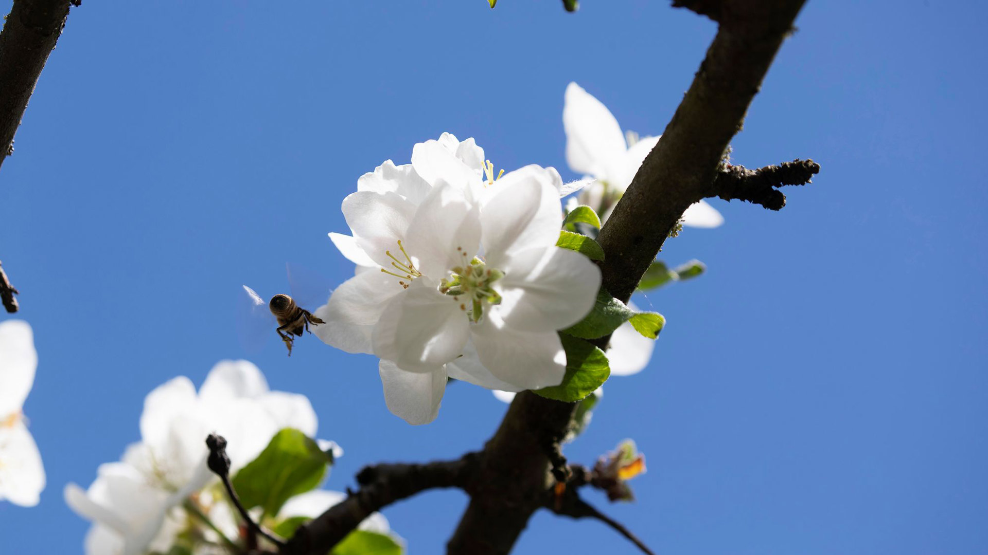 Niemelän pihan omenapuun kukille riitti kesäkuun alussa pölyttäjiä.