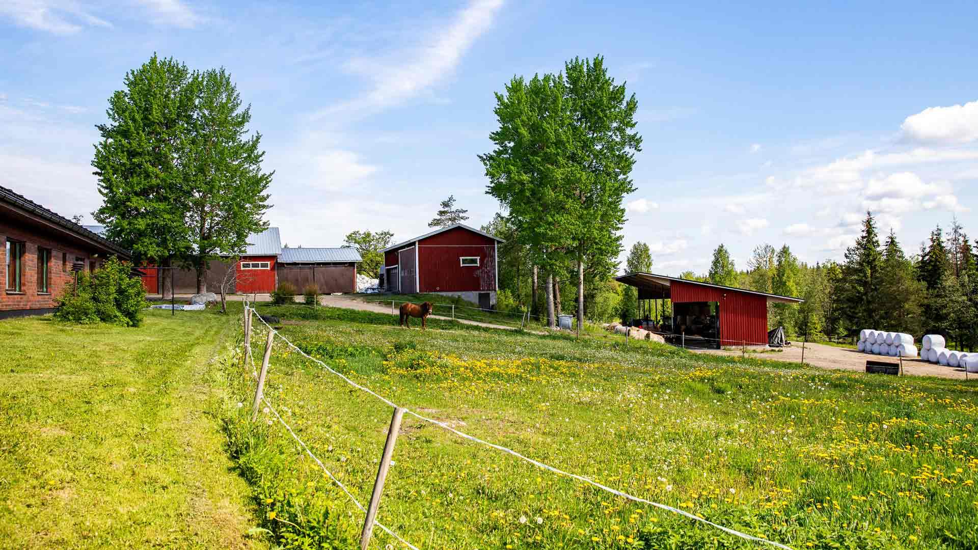 Anna ja Eerik Siiriäinen ovat harjoittaneet viisitoista vuotta luonnonmukaista viljelyä ja karjan­kasvatusta tilallaan Hirven­salmella.