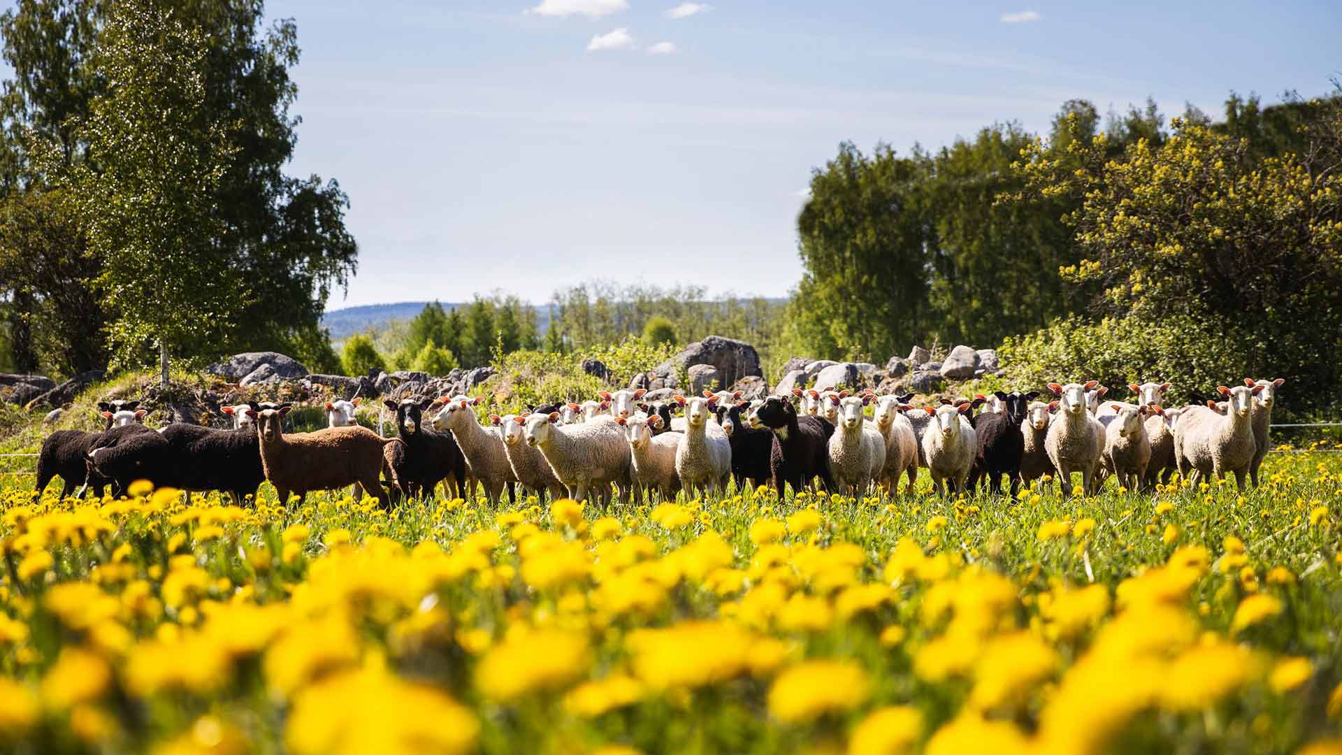 Maisemanhoito on Tiisanmäen lampaiden mieluisa ja hyödyllinen tehtävä. Karvakerät laiduntavat lähi­nurmien lisäksi myös saarissa.