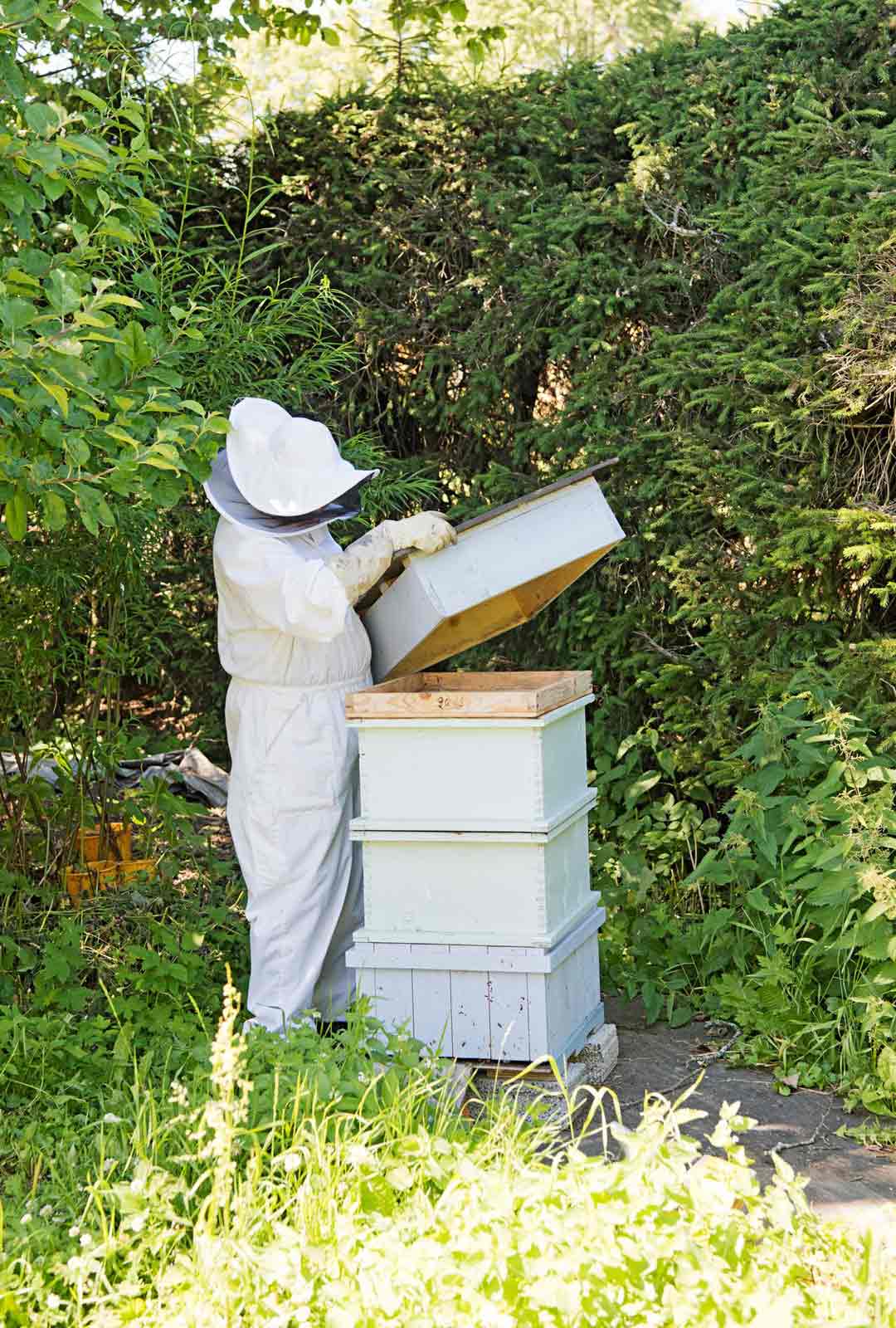 Mehiläisten kasvattaja tarvitsee oikeanlaiset suojavarusteet.
