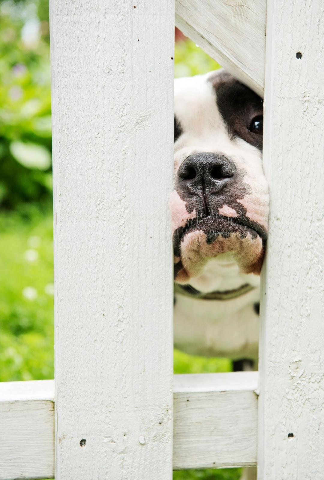 Buddy-koira vartioi Joni Nyholmin kotia Lahelanrinteessä.