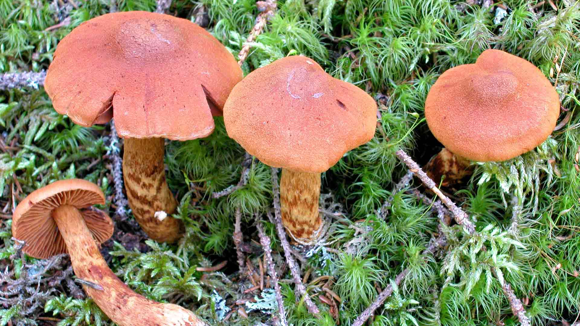 Suippumyrkkyseitikki on tappavan myrkyllinen sieni.