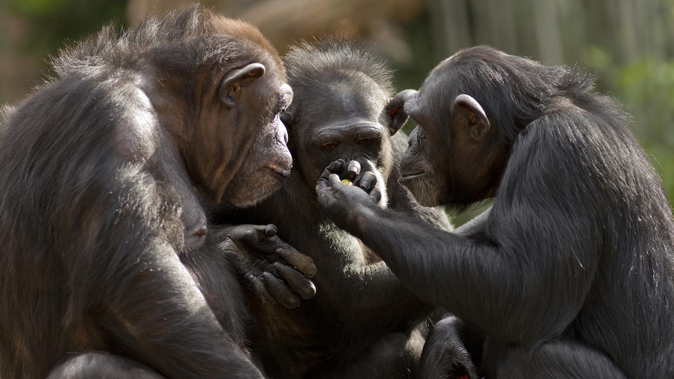 Tutkimus: Simpanssi valitsee ystävänsä tarkemmin vanhetessaan