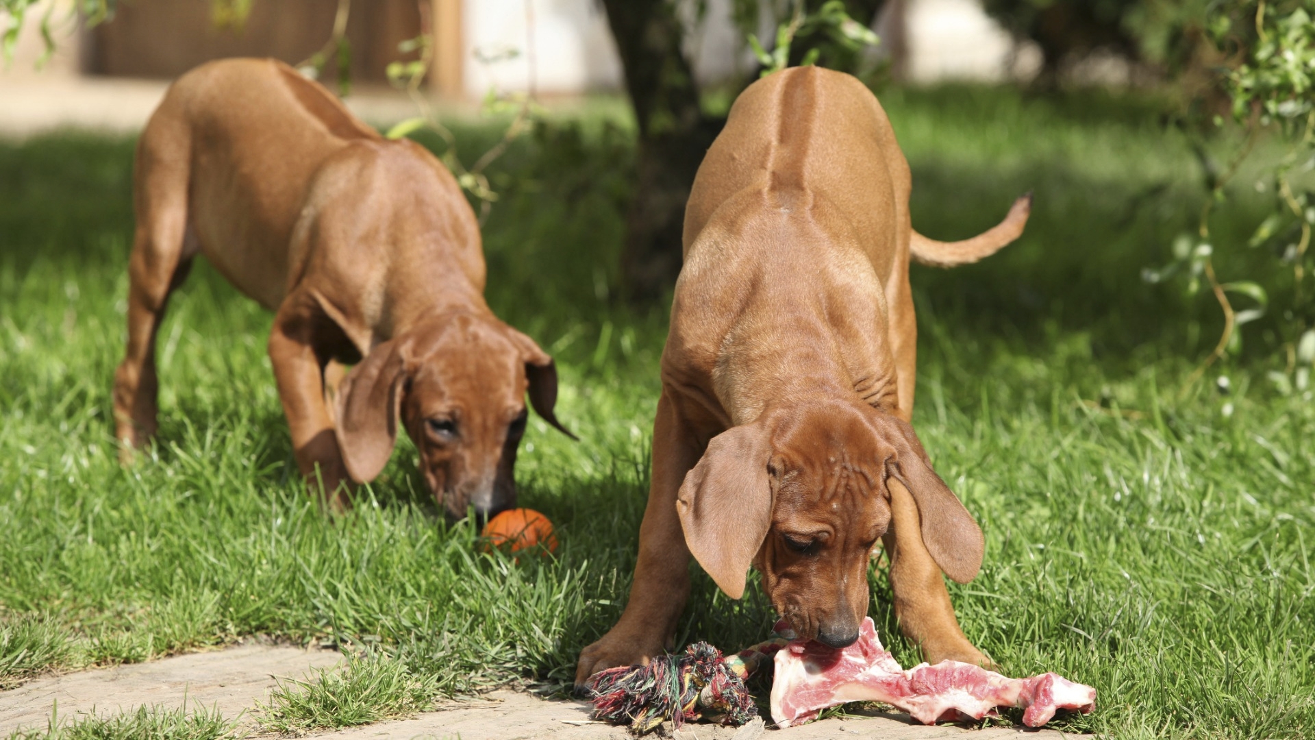 Tutkimuksen mukaan emän ja pentujen raakaruokinnalla oli yhteys vähäisempiin atopiaoireisiin, kun pennut kasviovat aikuisiksi. Koirien atopia voi siis jäädä kehittymättä raakaruokinnan ansiosta.
