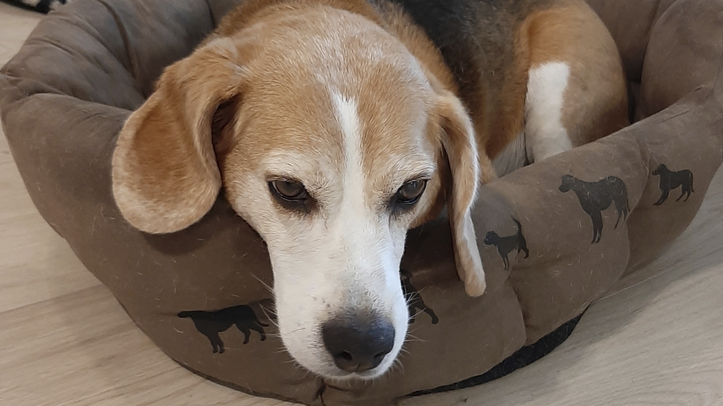 Jutta-beagle on entinen koe-eläin. Nyt se viettää jo eläkepäiviään kunnioitetavassa 14 vuoden iässä.