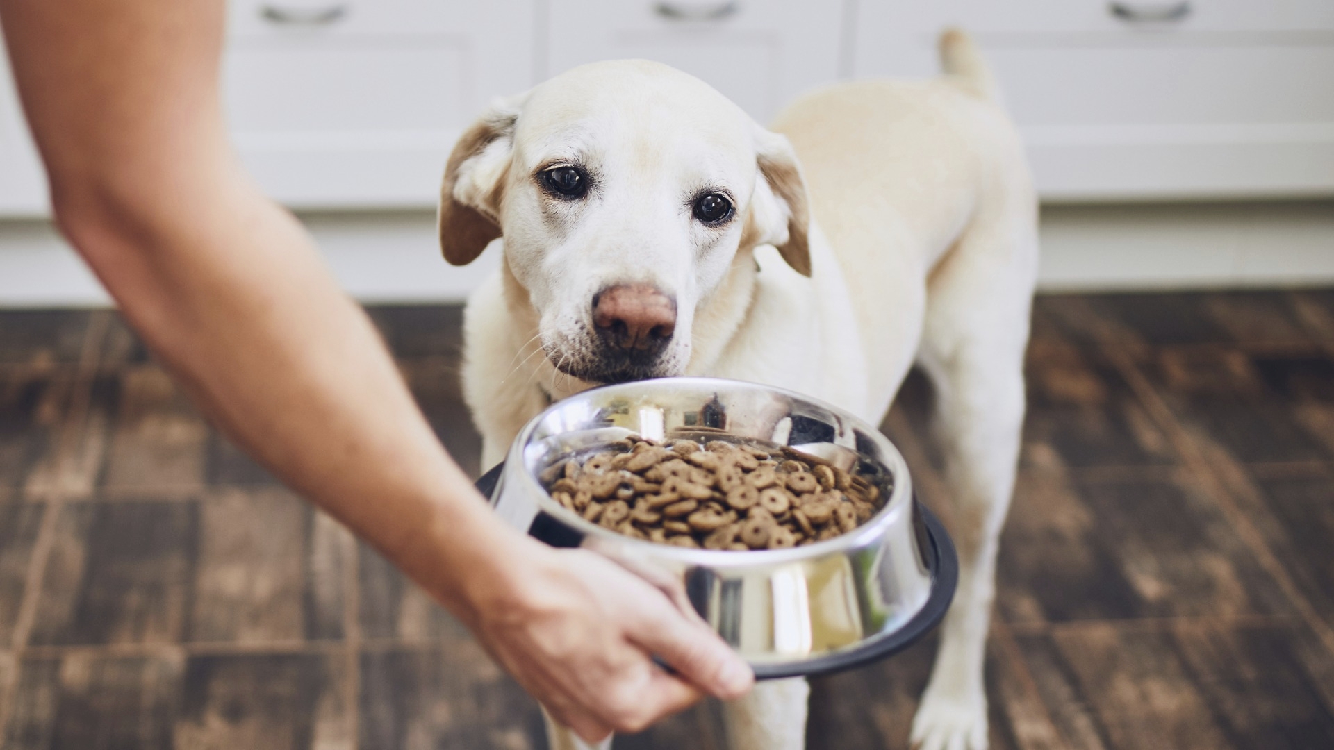 Sekä ruoka-aineallergia että atopia alkavat koiralla jo nuorena. Jos koiran ihon kutina alkaa alle puolen vuoden iässä, syynä on todennäköisemmin ruoka-aineallergia kuin koirien atopia. 