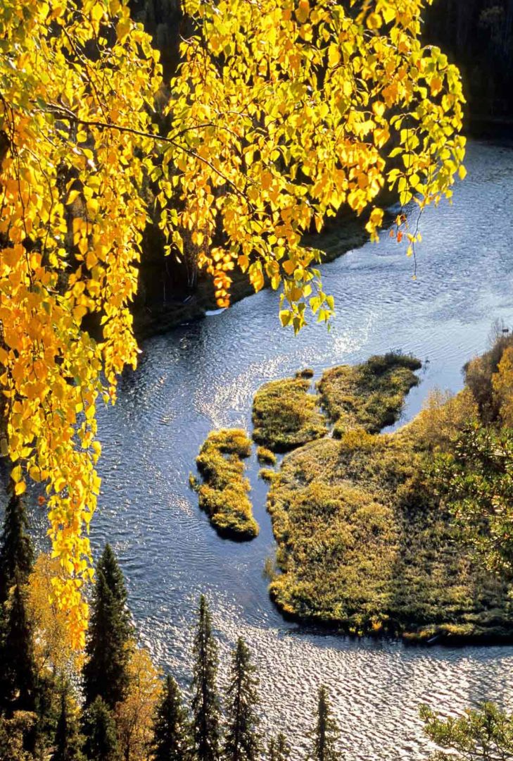 Kuusamo on luontokuvauksen aarreaitta. Maisema Päähkänäkal­liolta kitka­joelle on yksi Suomen kauneimpia. 