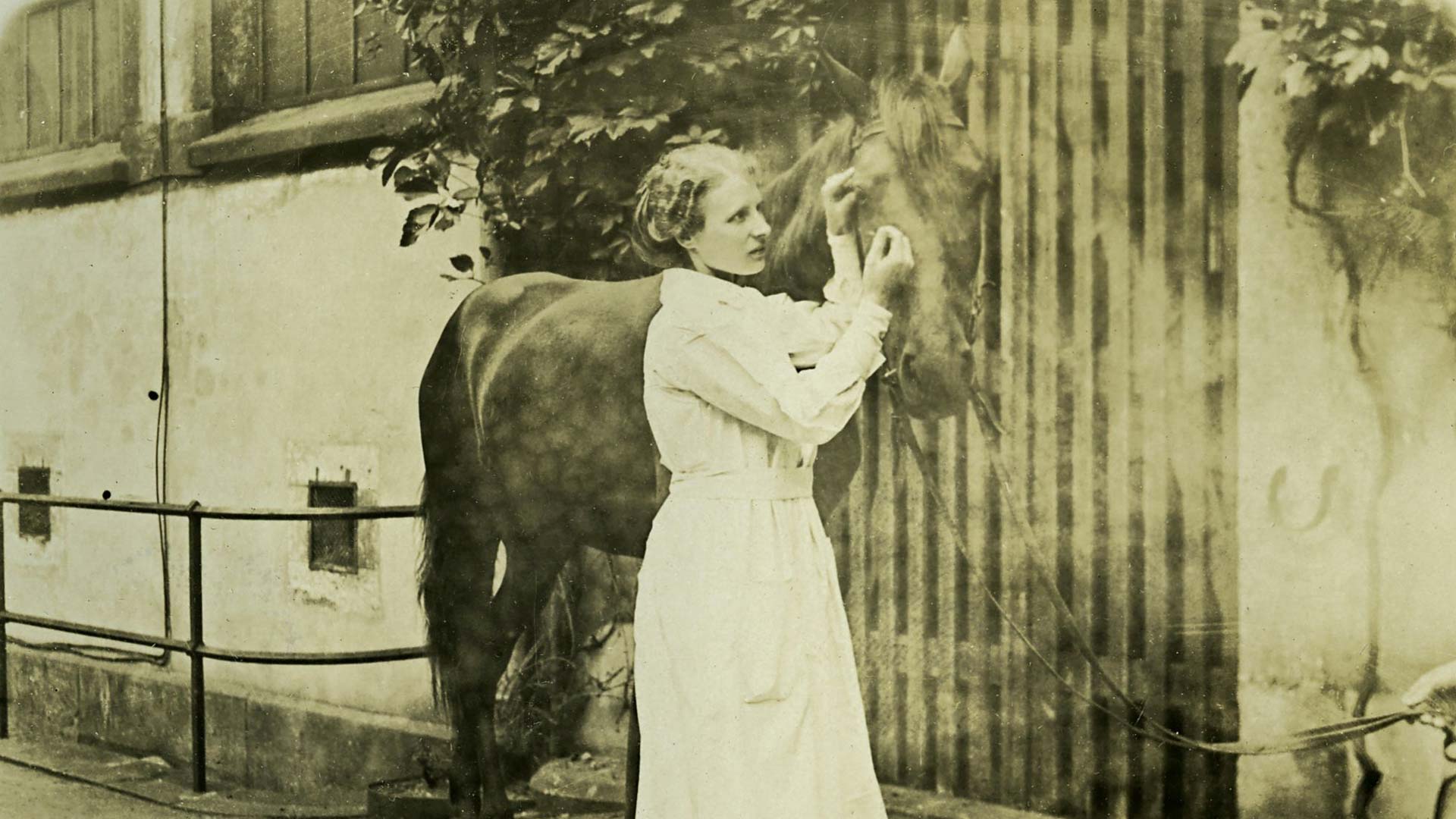 Agnes Sjöbergin väitös­kirja käsitteli hevosten silmäeritteitä. Kuva on Berliinissä tehdystä silmäkokeesta vuodelta 1915. 
