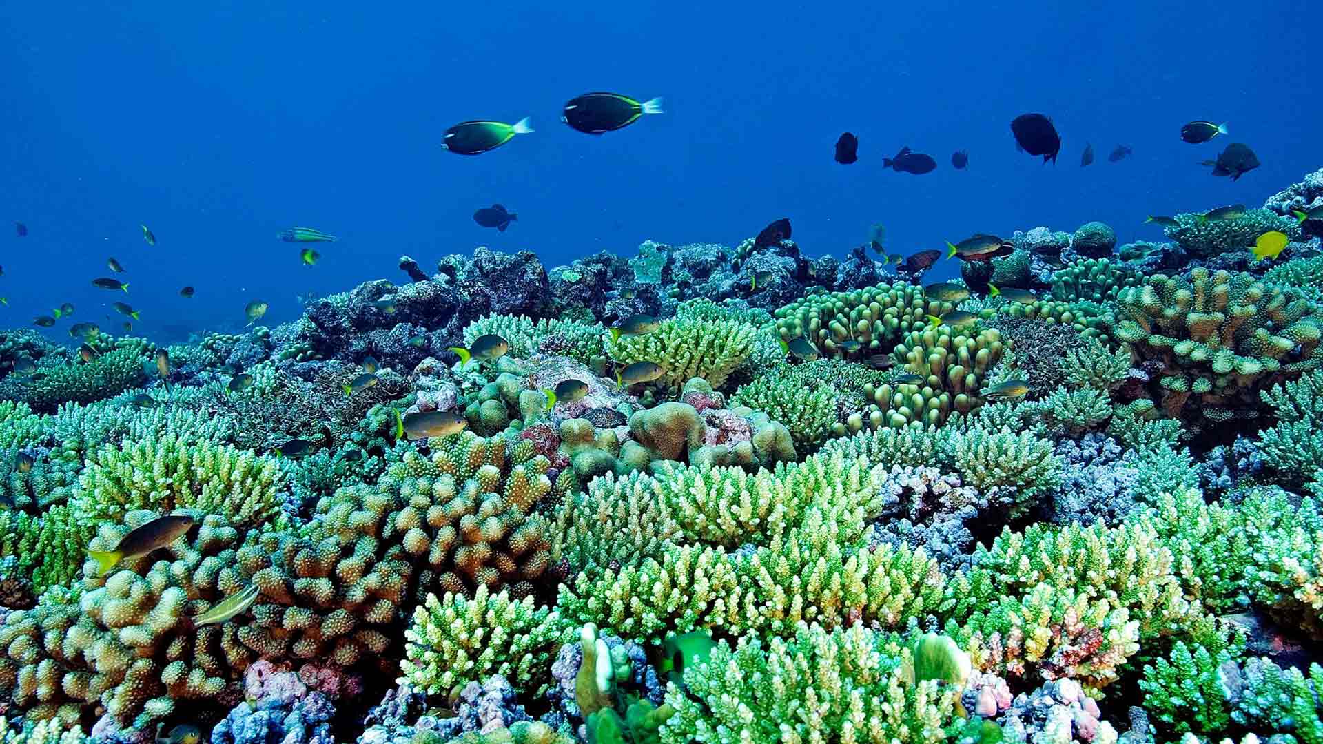 Tutkimus luo toivoa korallien selviämisestä lämpenevällä maapallolla.