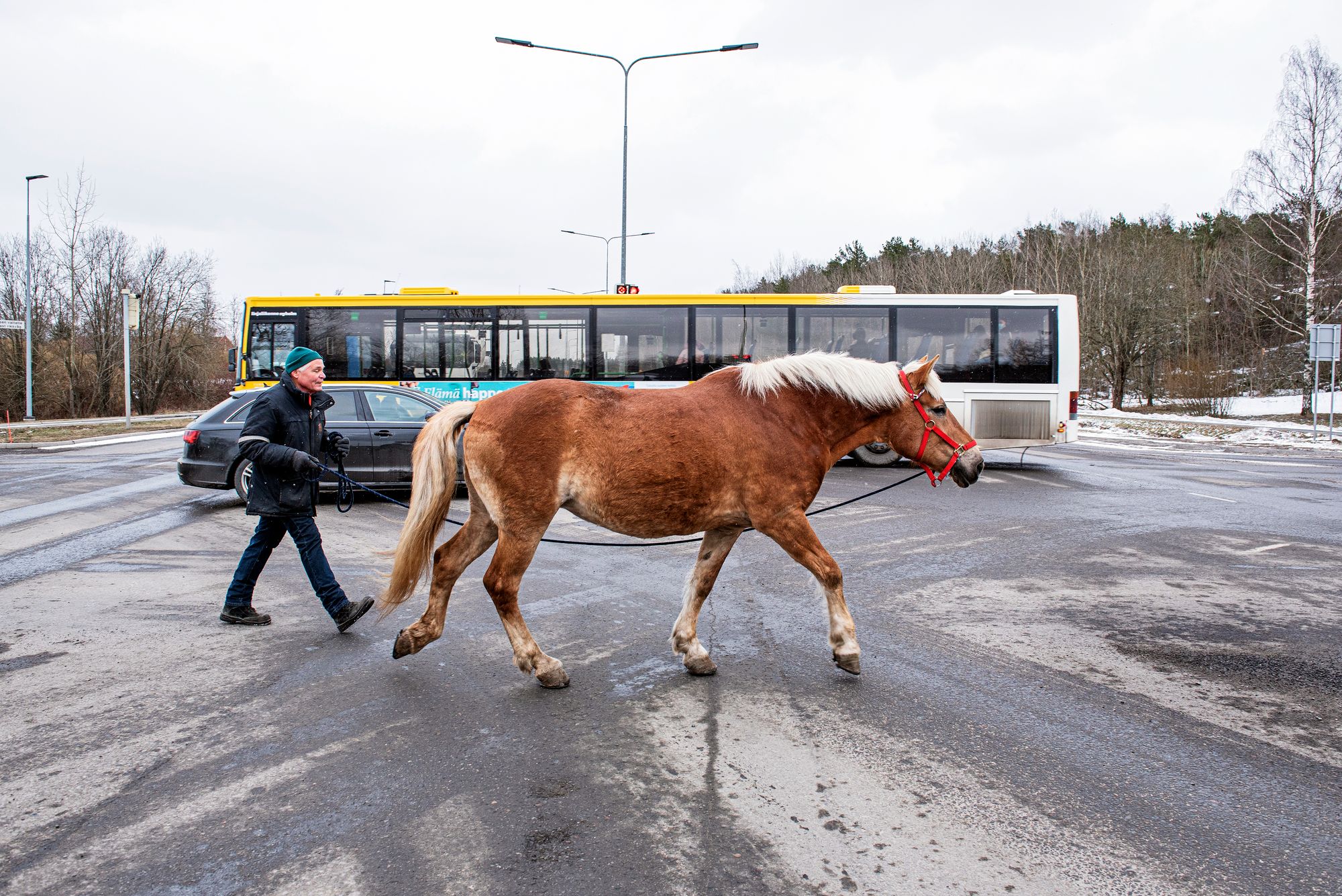 Kun punainen liikennevalo vaihtuu vihreäksi, Heikki Mikola taluttaa ajokaistalla Kullannuppu-tamman risteyksen yli.  © Vesa Tyni
