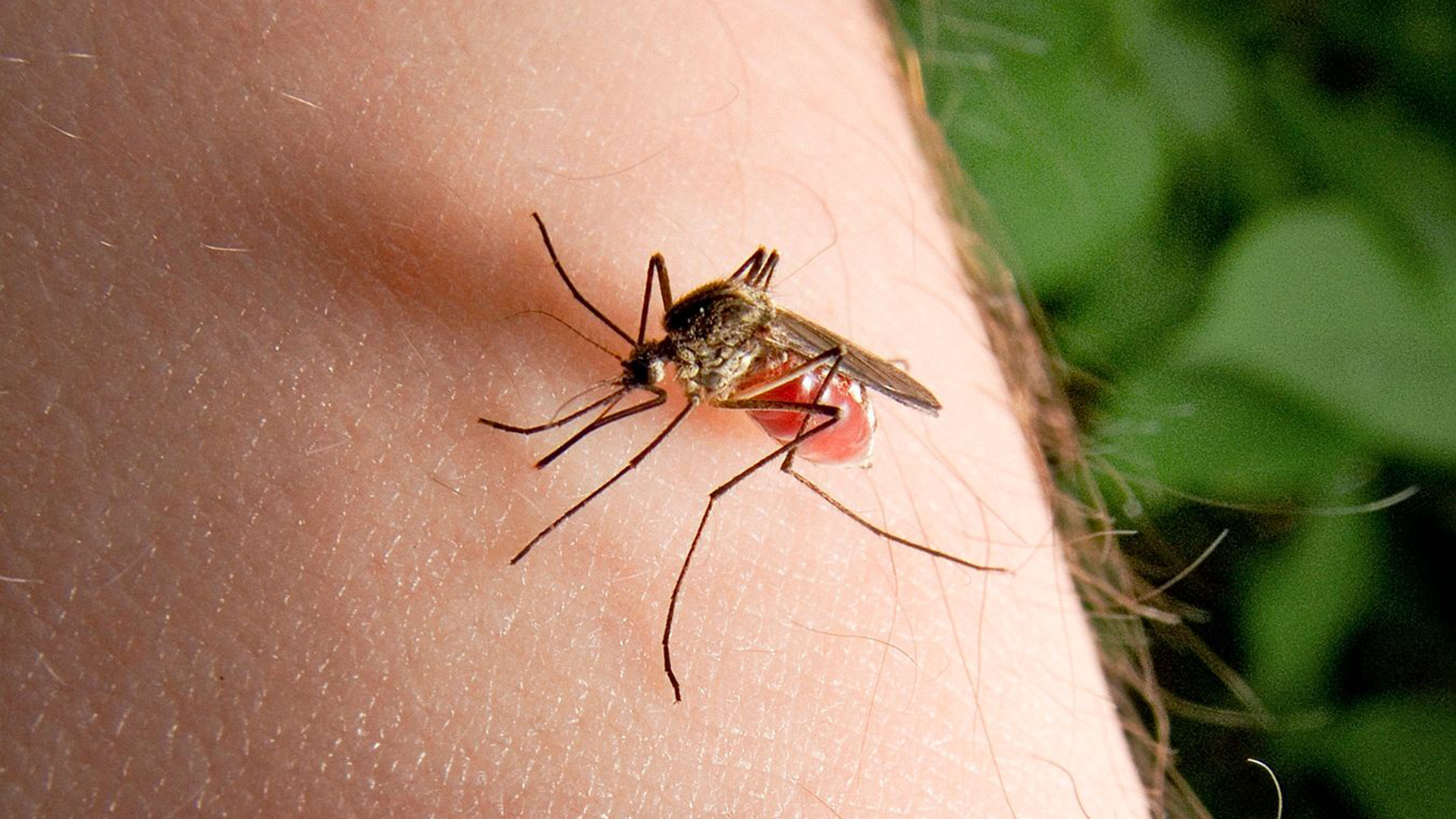 Как кусают комары. Укусы насекомых комаров.