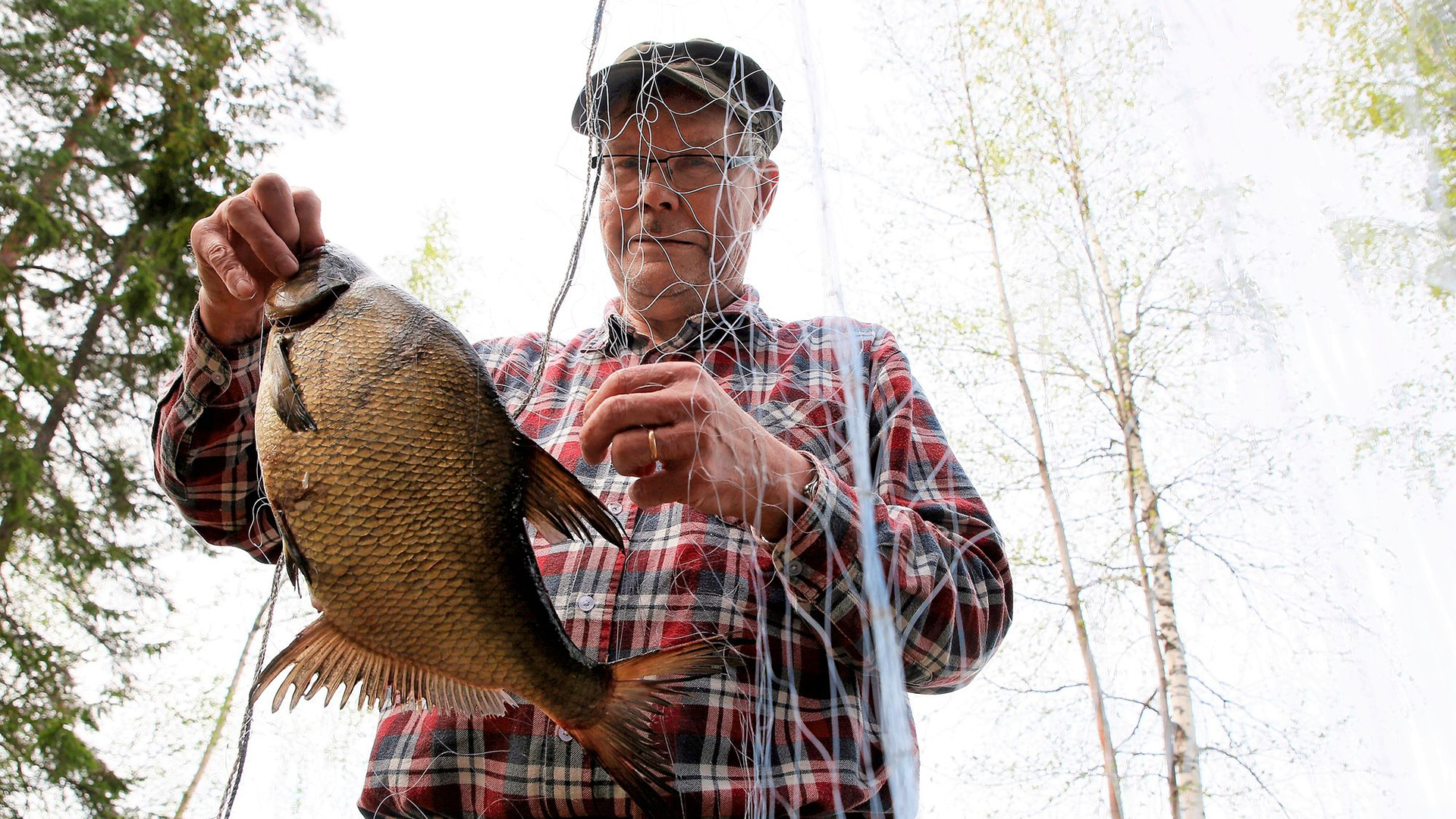 Lahna on Suomen suurin sarkikala – Lahnojen häissä eivät kellot soi