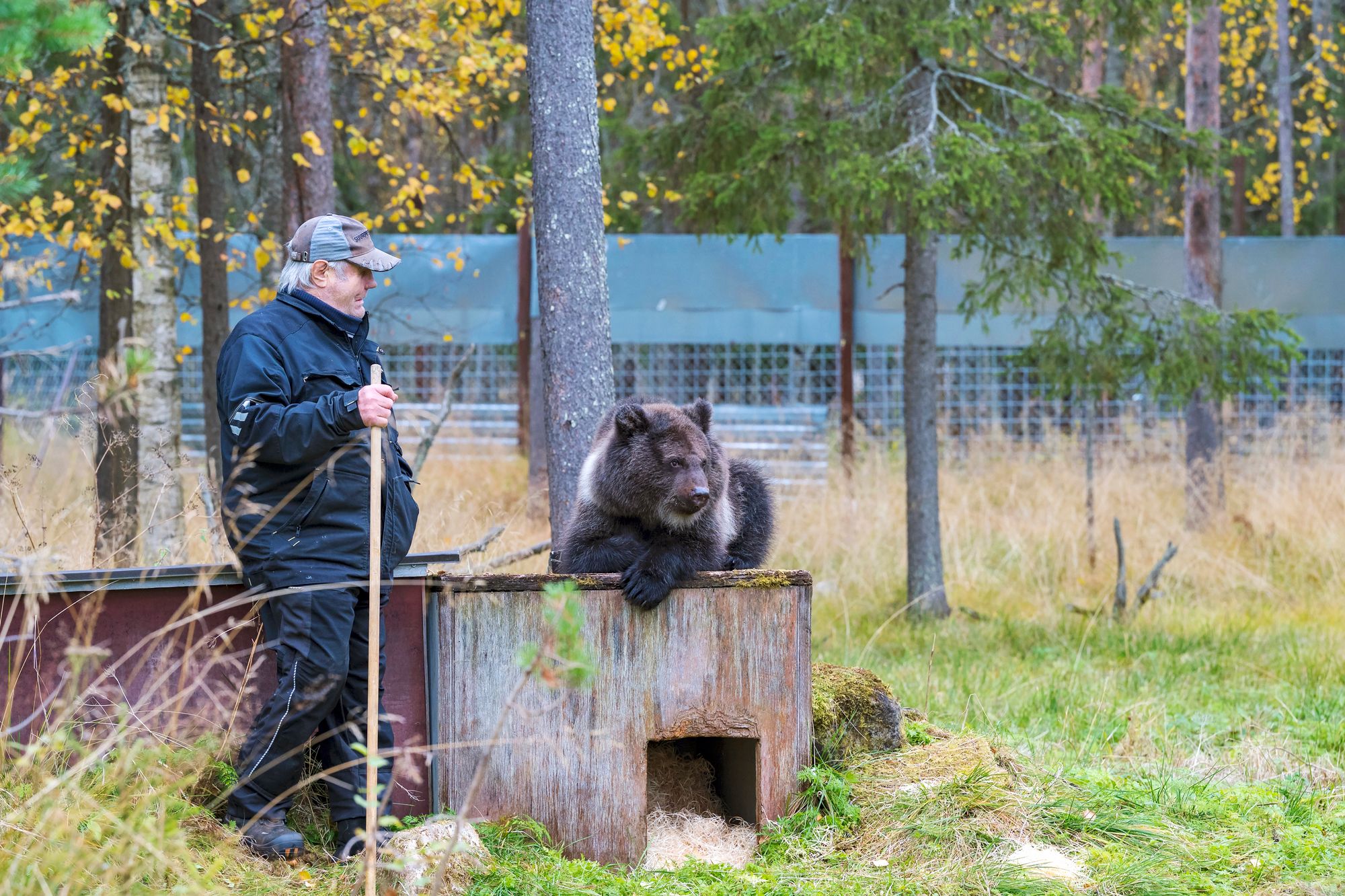 Karhumiehenä tunnettu Sulo Karjalainen tuo Ainan päivittäin ulkoilemaan Kuusamon Suurpetokeskuksen tiluksille. © Keijo Lehtimäki