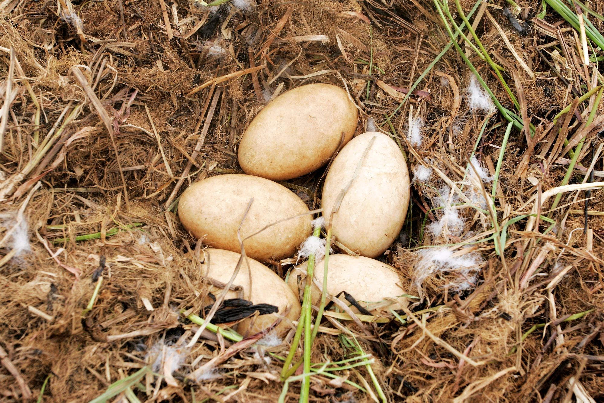 Joutsen munii tavallisesti 5–7 munaa. © Jere Malinen
