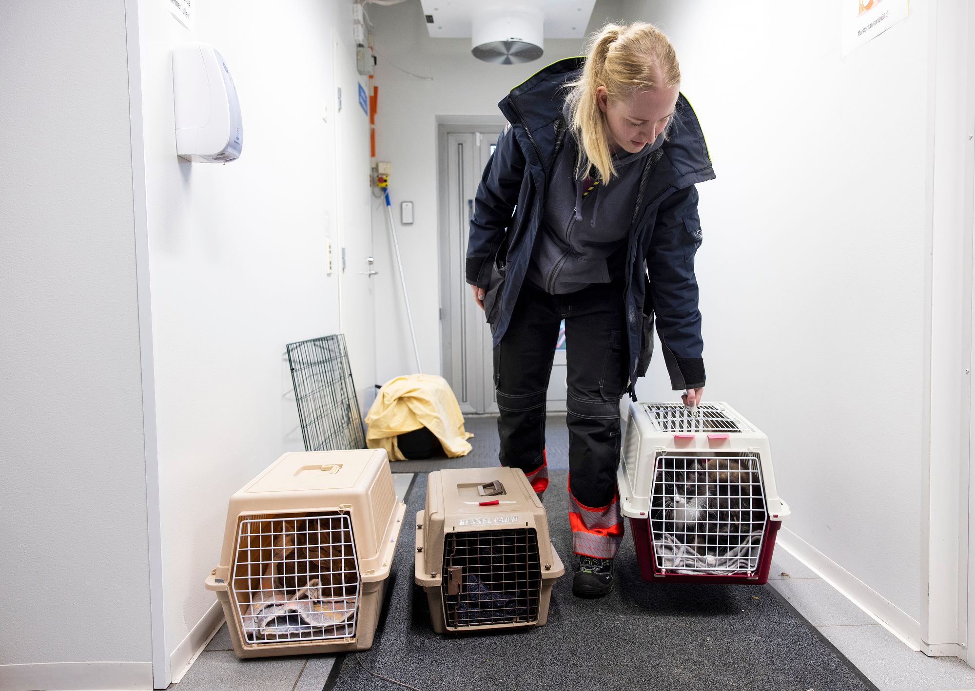 Eläintenkuljettaja Veera Pöllänen tuo uusia kissoja taloon Viikin löytöeläintalosta. © Tommi Tuomi