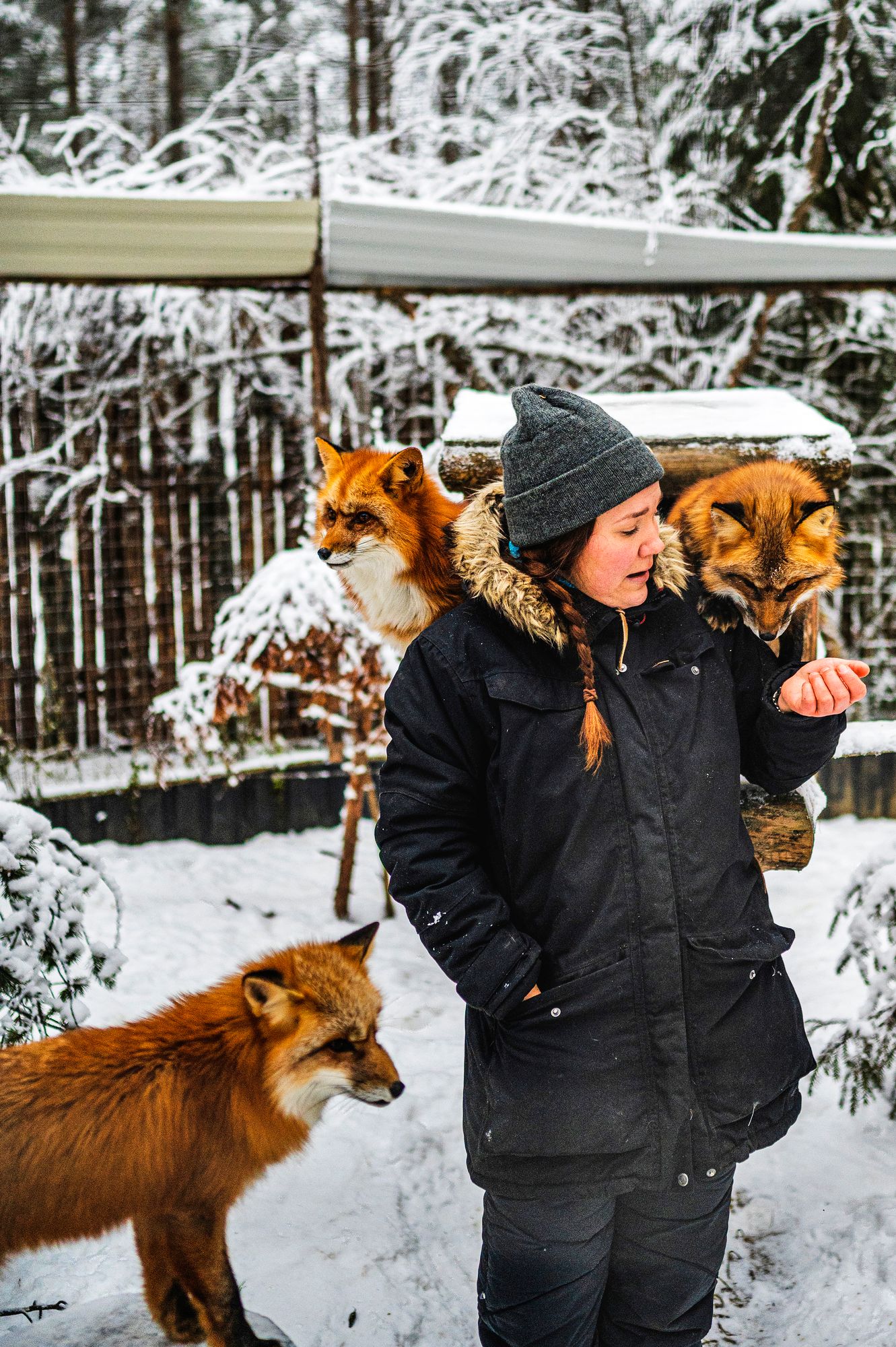 Huskypuiston työntekijä Pinja Suorsa näyttää, kuinka otetaan kettuselfie. © Otto Ponto