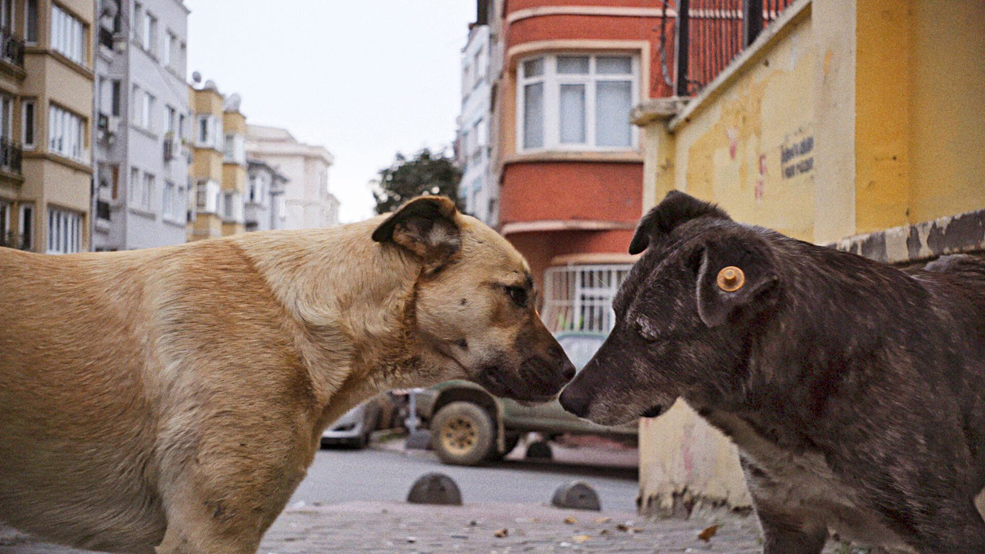 Istanbulin koirat