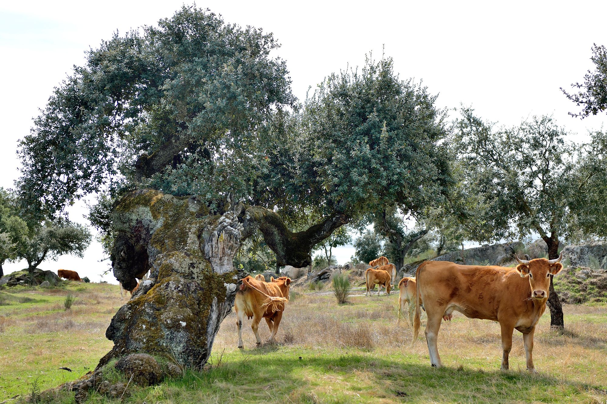 Alentejo on rehtiä maaseutua, jossa lehmät laiduntavat oliivipuiden ja korkkitammien seassa. © Pekka Numminen