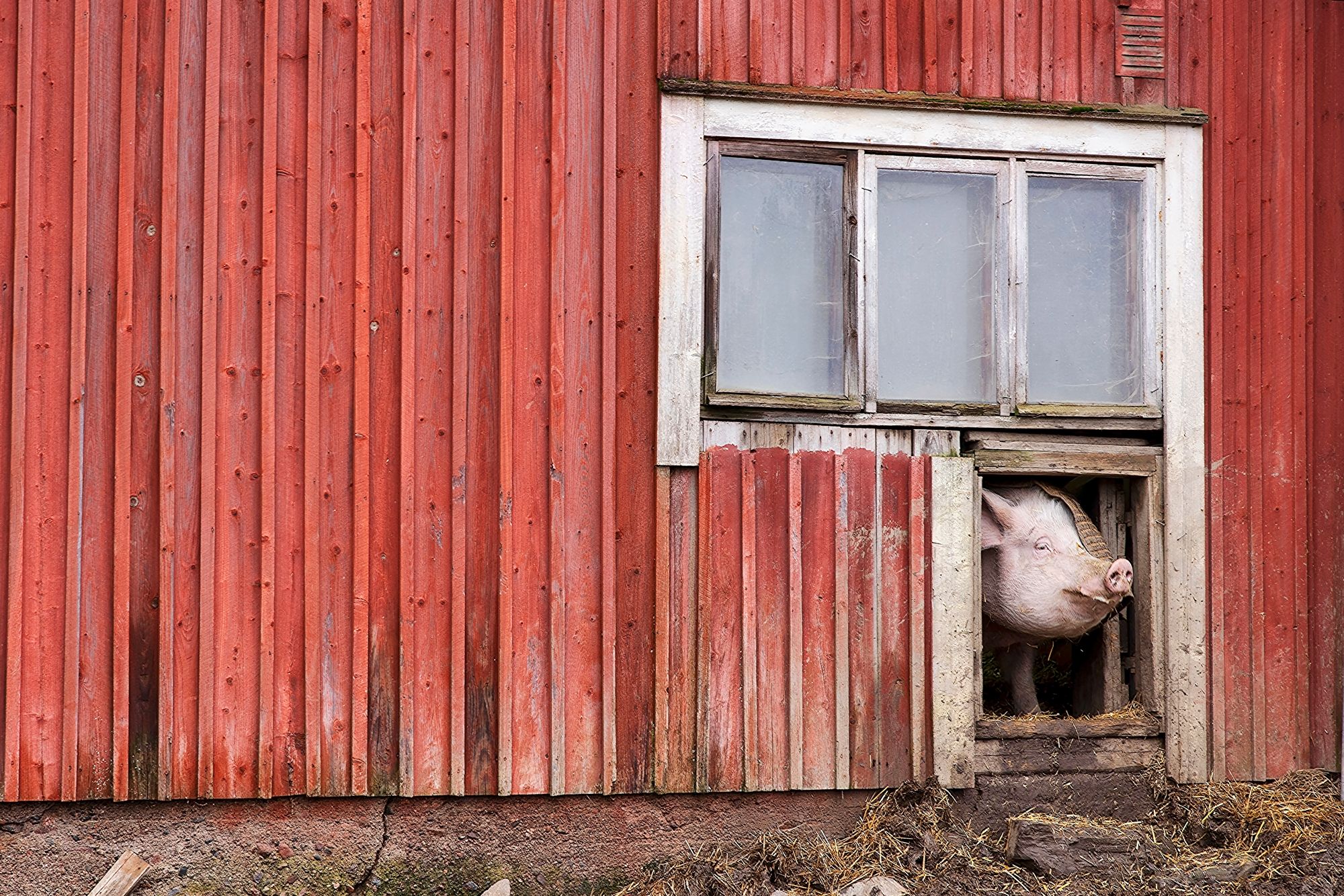 Tuulispäässä asuu myös entisiä tuotantoeläimiä. Saara-sikaa jännittää korkea kynnys, jonka se ylittää vain kun sillä on kova nälkä. Siat ruokitaan ulkona. © Tommi Tuomi