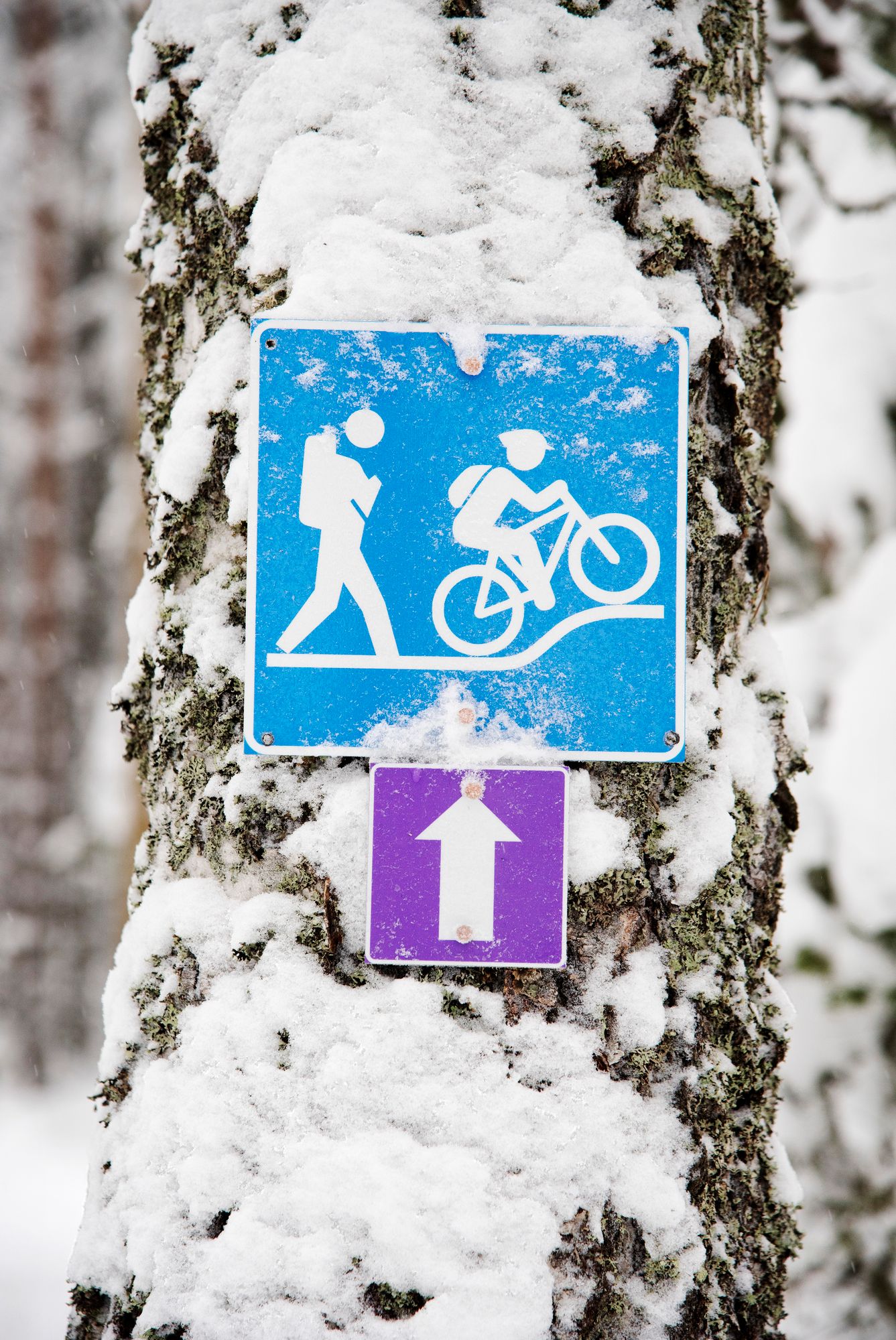 Nykyään monilla paikkakunnilla on patikoijien lisäksi reitit myös talvipyöräilijöille. © Susa Junnola