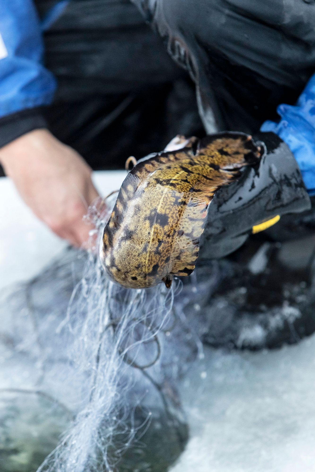 Made viihtyy viileissä muutaman asteen lämpöisissä vesissä. Kesällä vesien lämmetessä kala vetäytyy syvänteisiin, joten sen pyyntiaika on lyhyt. © Rami Marjamäki