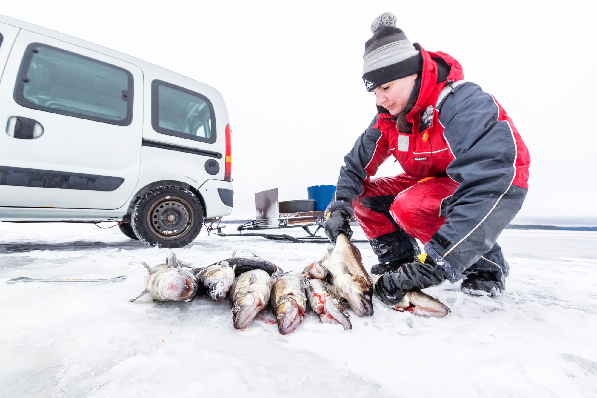 Verkon silmäkoko ratkaisee, minkä kokoiset kalat tarttuvat verkkoon. Tässä näkyy osa kuhasaaliista. © Rami Marjamäki