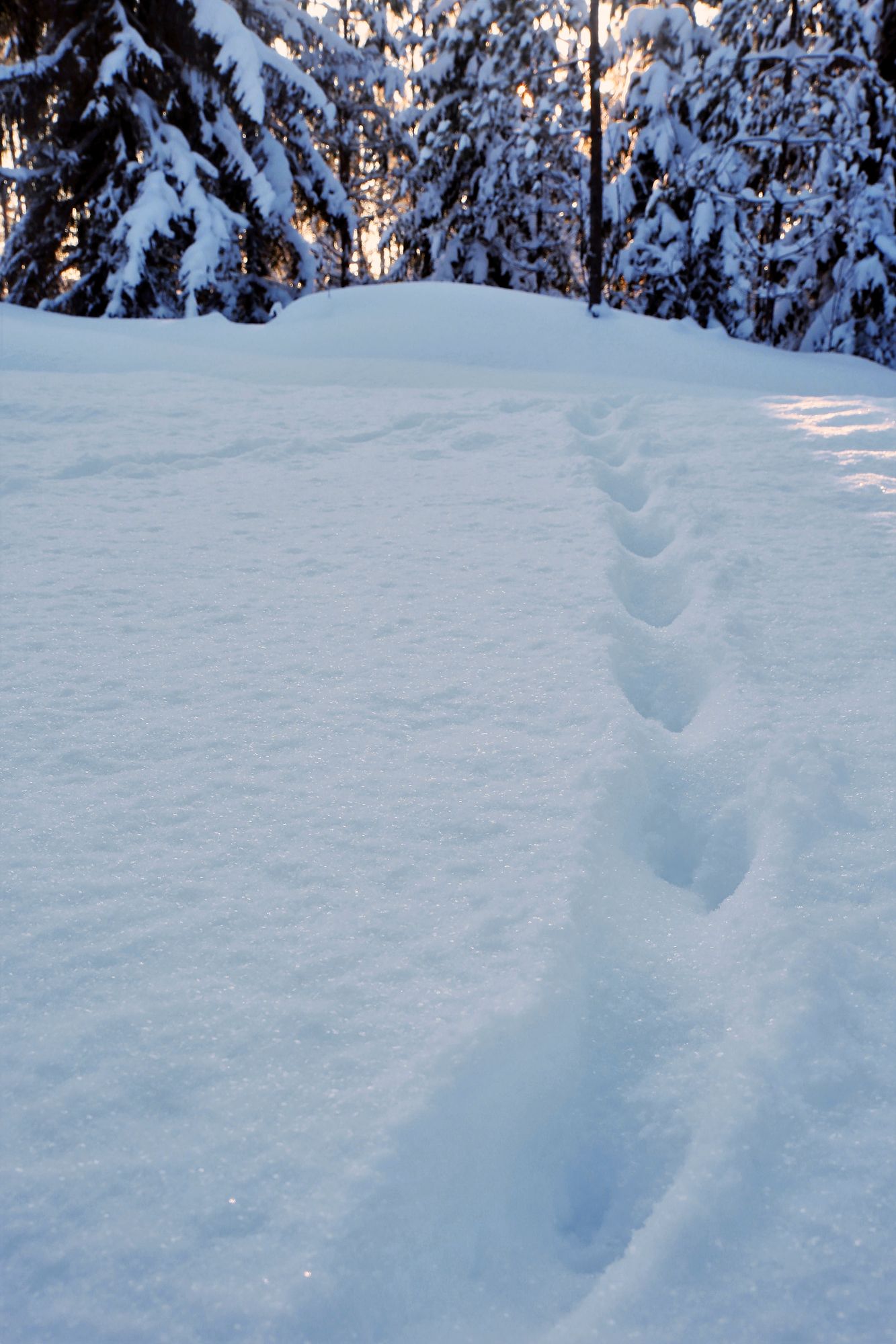 Näädän voi tavata kaikkialla Suomessa siellä missä kasvaa havumetsiä. Otuksesta näkee usein vain yölliset lumijäljet, sillä päivisin se piilottelee koloissa ja oravanpesissä. © Jere Malinen