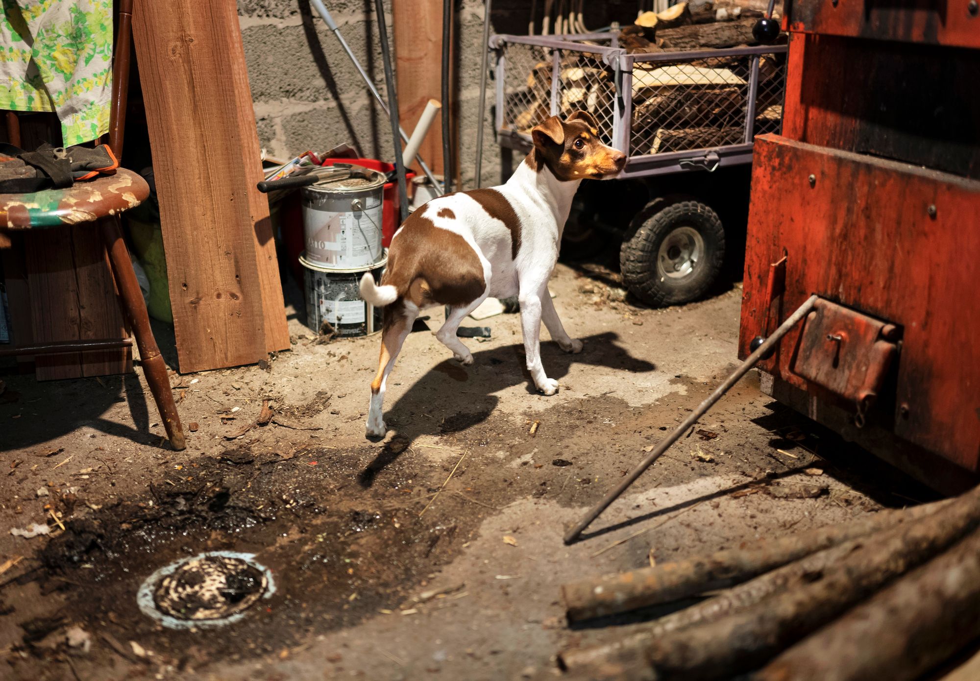 Pienikokoinen ja kevyt­rakenteinen Nuppu-koira astelee vauhdilla ja ­mahtuu tunkeutumaan ahtaisiinkin paikkoihin. © Arto Wiikari