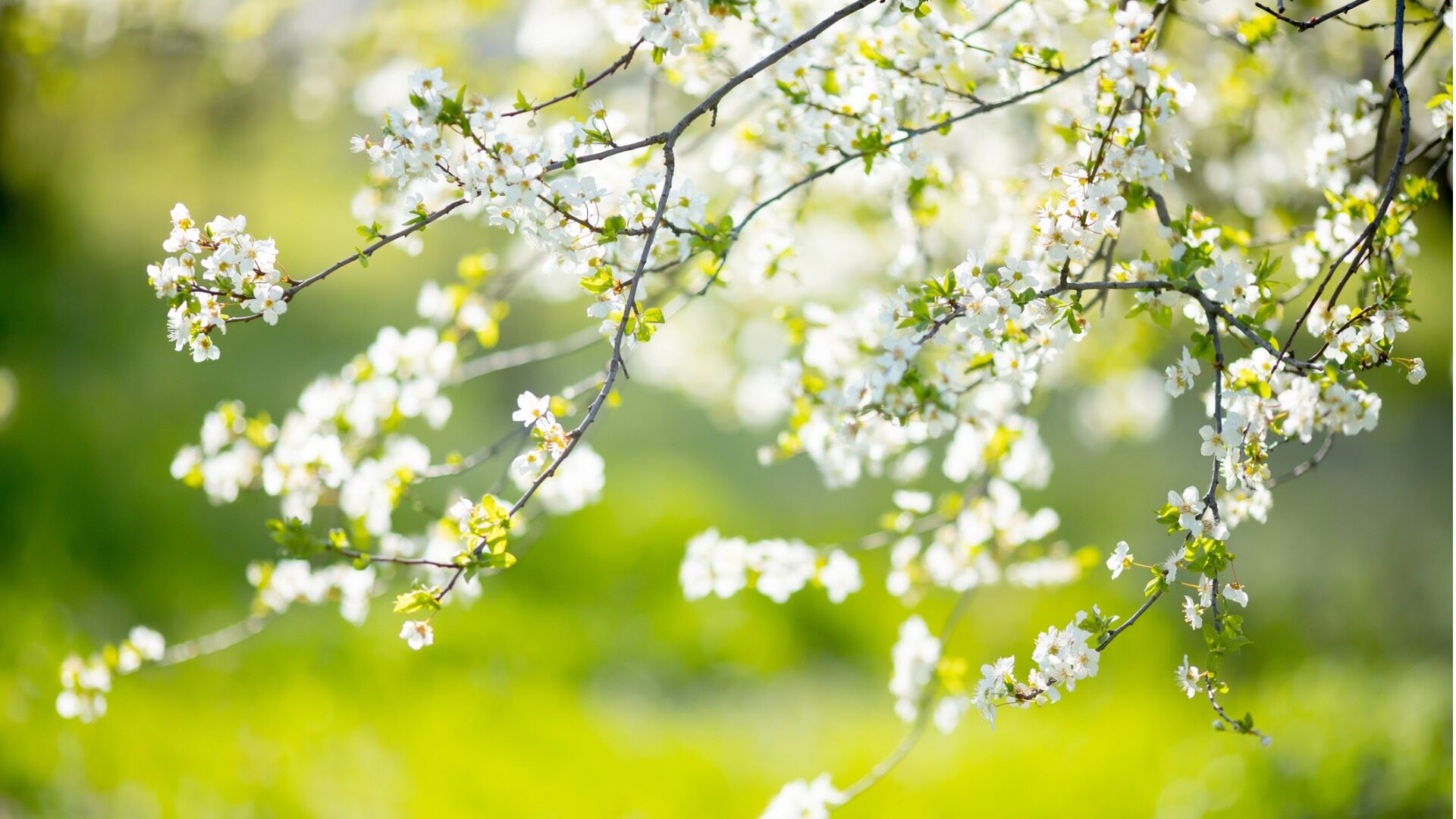 Keväällä kukkivat kukat myös puissa.
