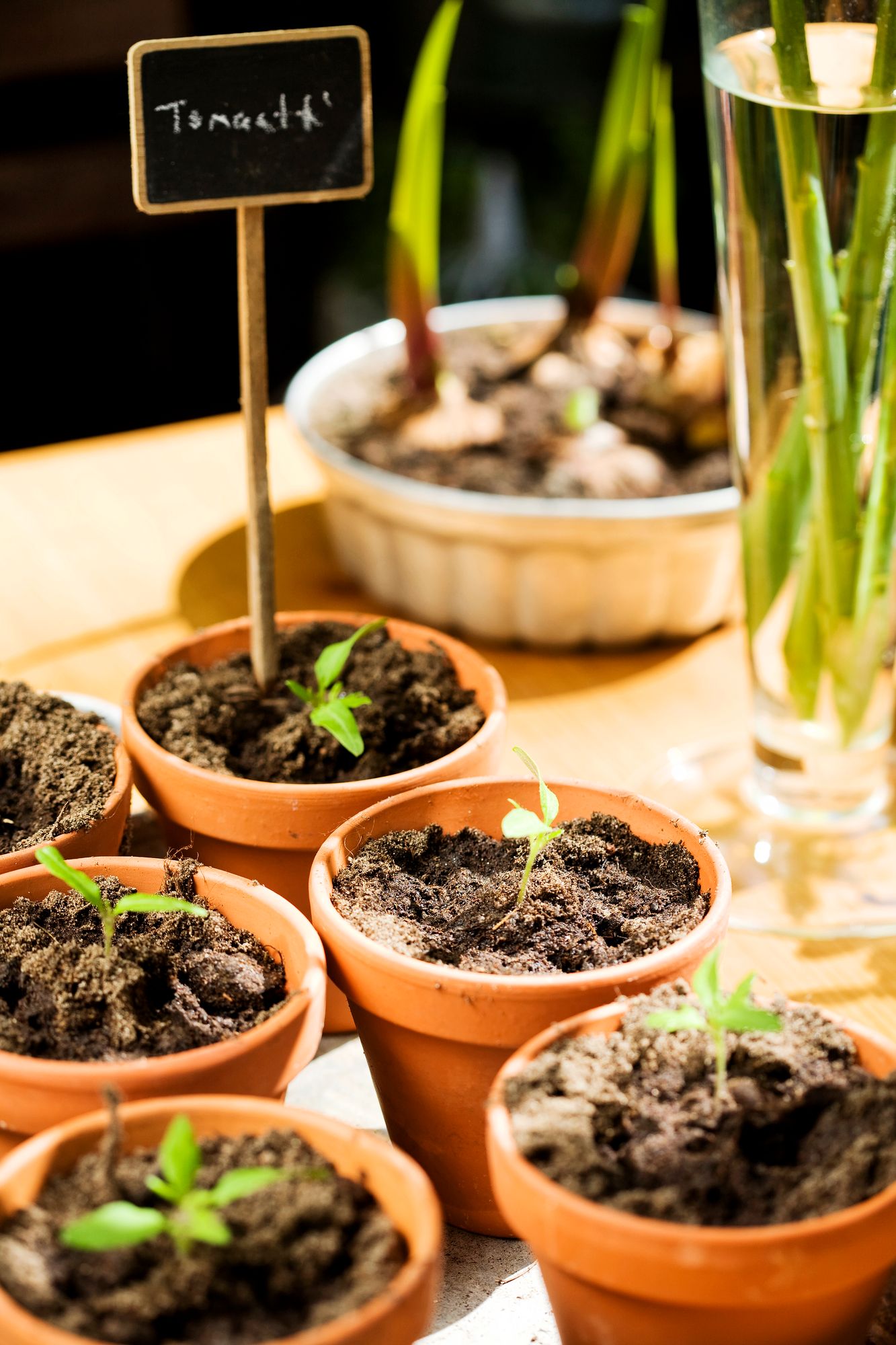 Taimet voi kasvattaa ensin sisällä ja istuttaa sitten laatikkoon. © Suvi Laine/Kuvaryhmä/SKOY