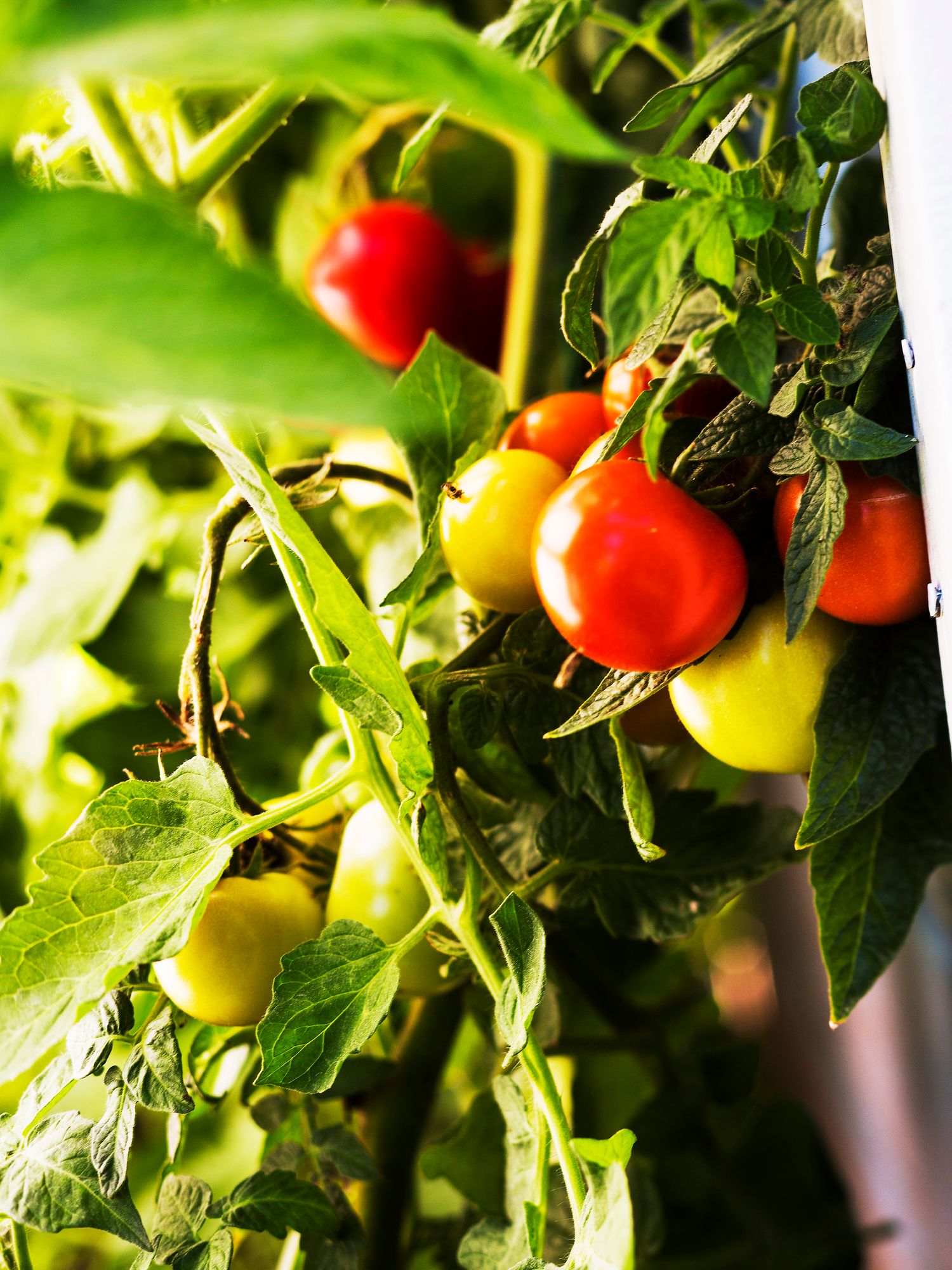 Tomaatti on tarkka kasteltava. © Sampo Korhonen/Otavamedia