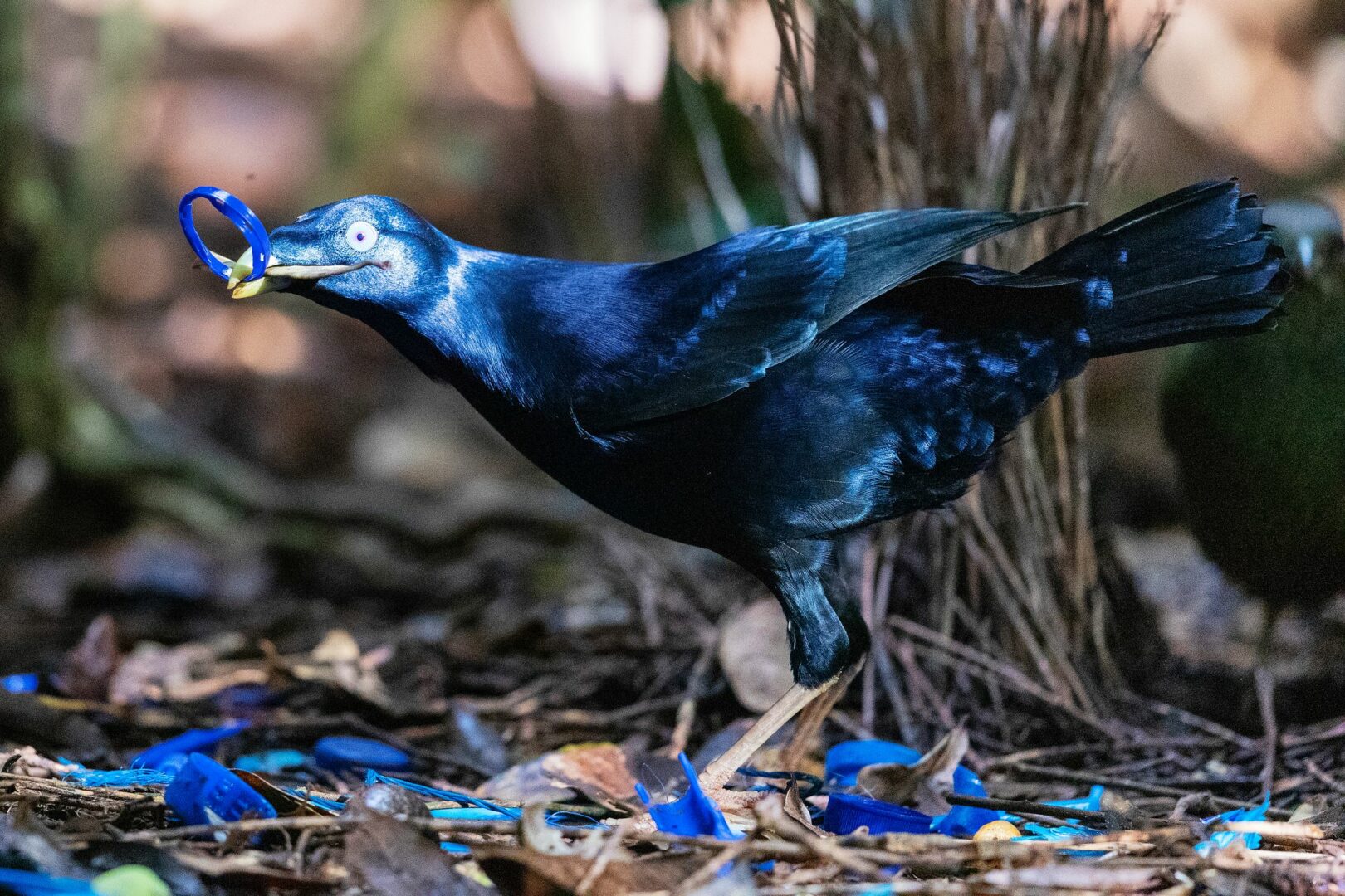 Remarkable Australian bird that builds incredible bowers to impress the female. © Imogen Warren